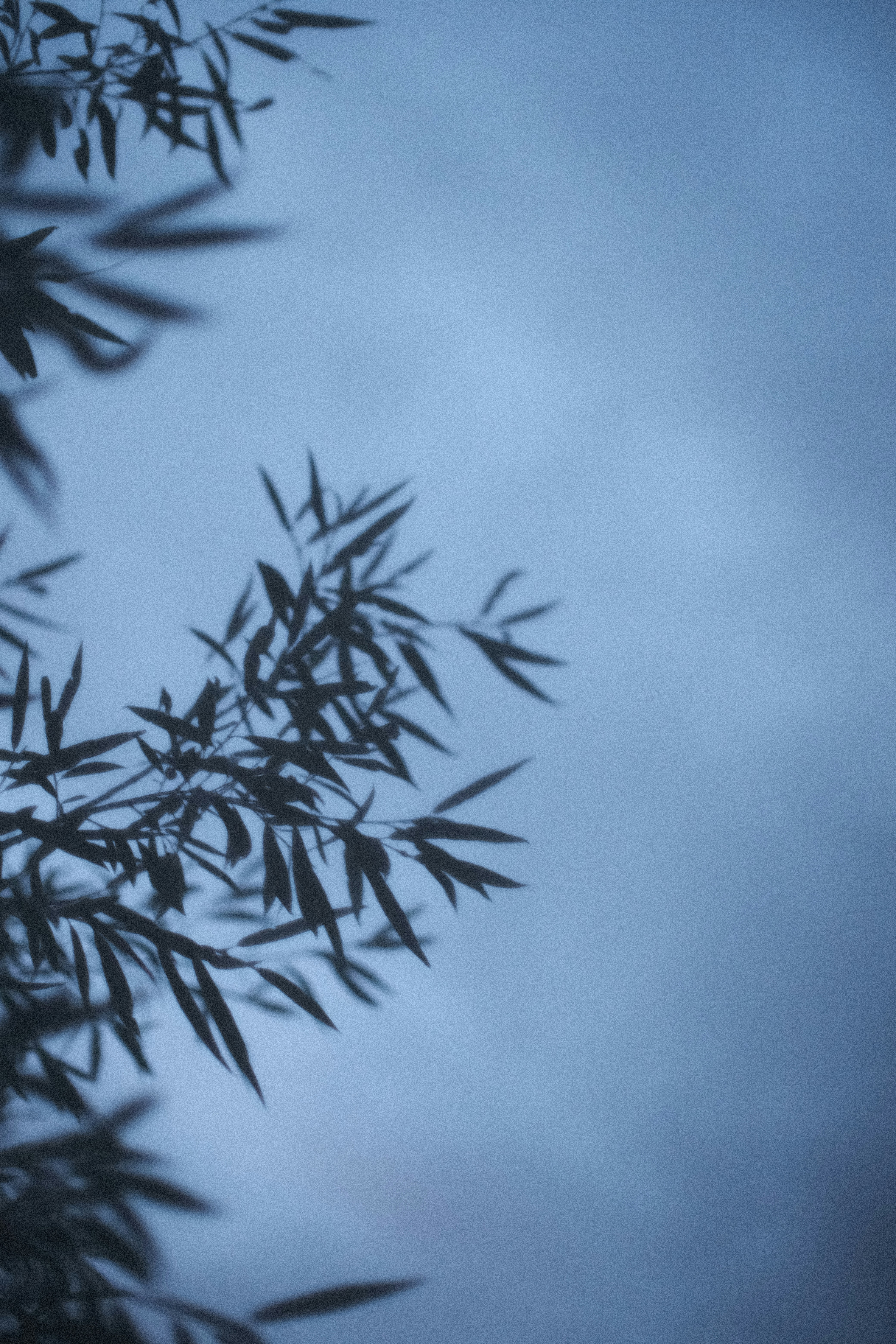 Photo by koshachiy_vizg