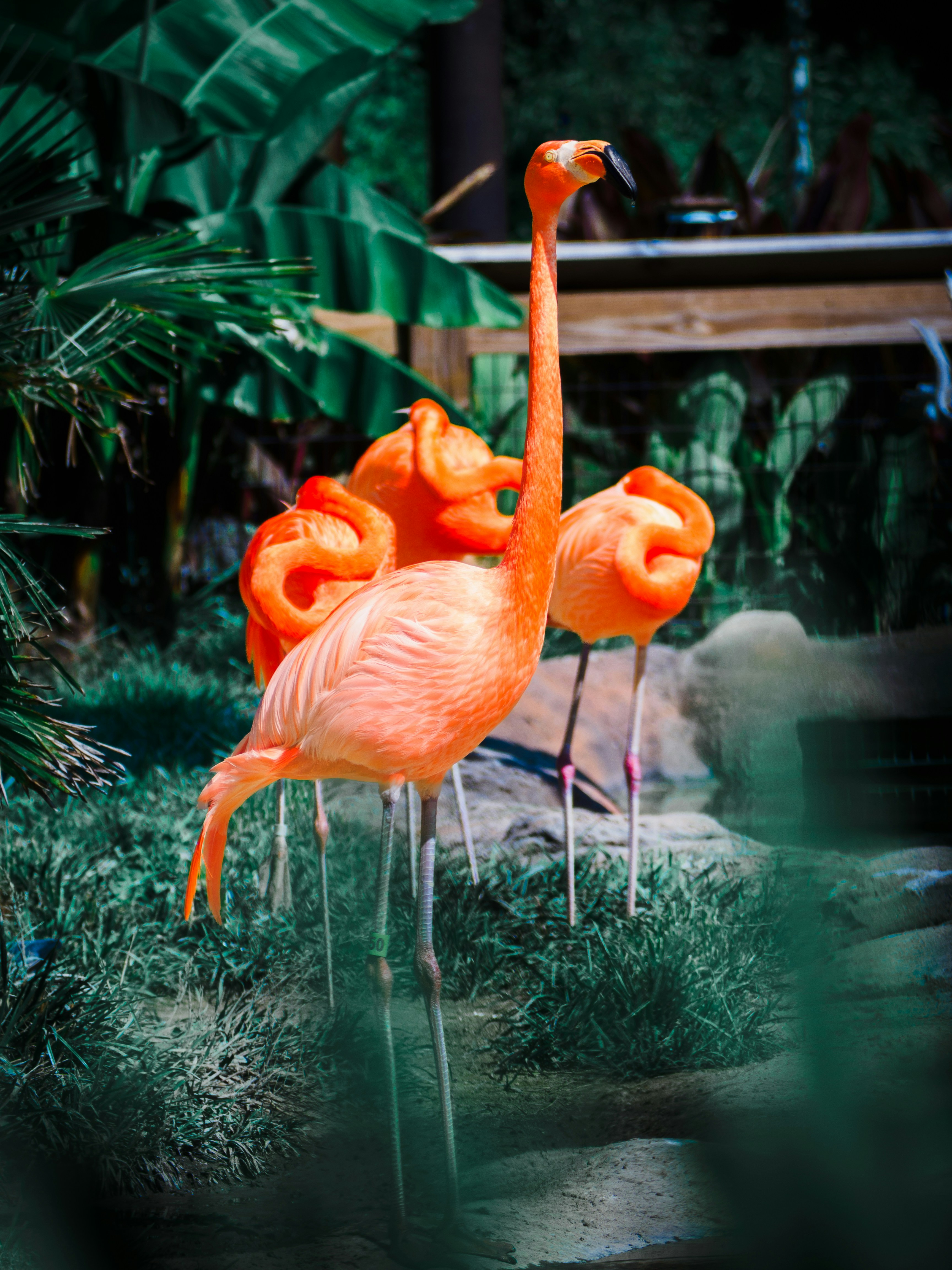 a couple of flamingos standing on top of a lush green field