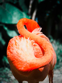 a close up of a flamingo with a blurry background