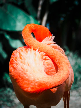 a close up of a flamingo with a blurry background