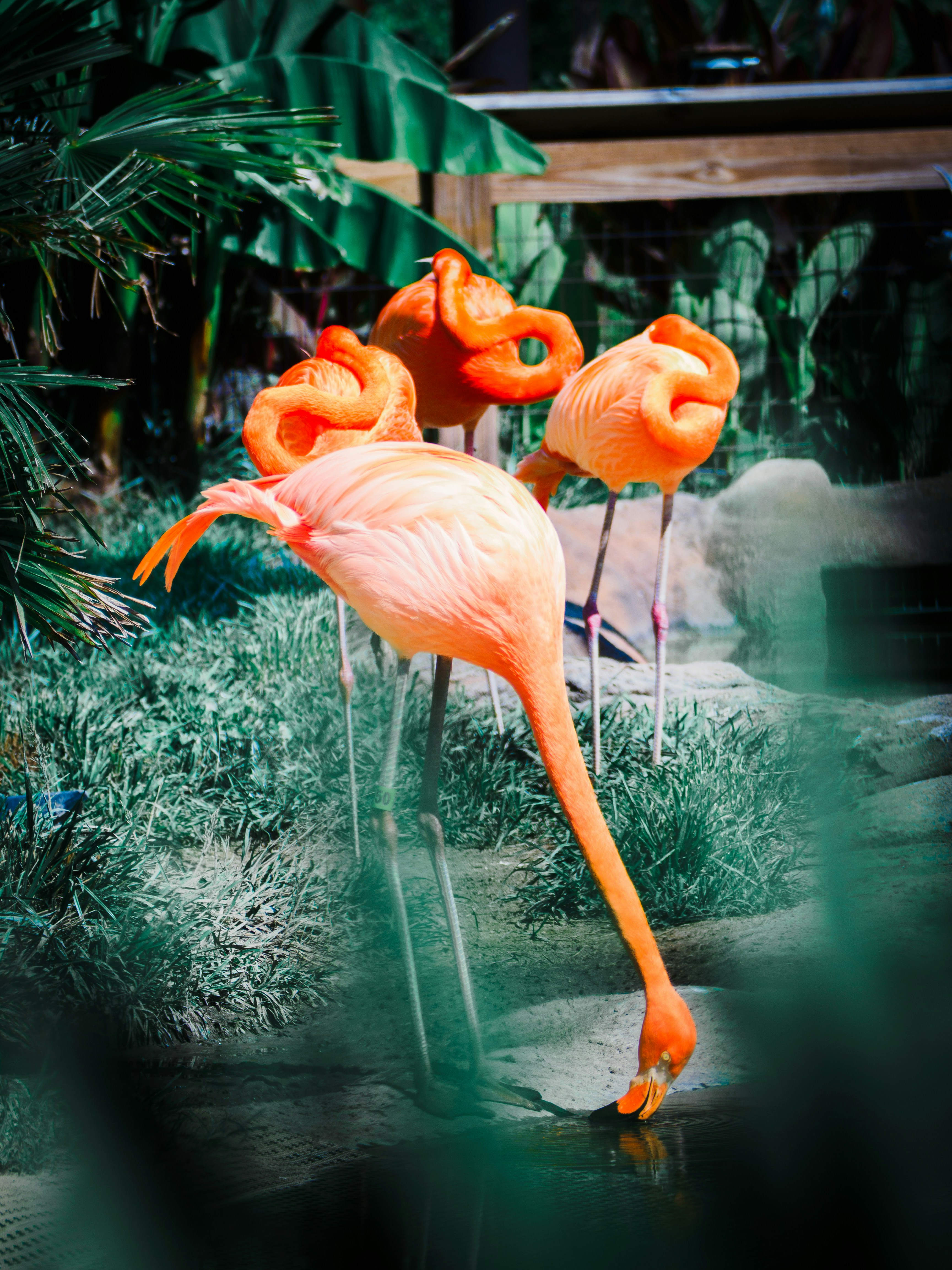 a couple of flamingos standing next to each other