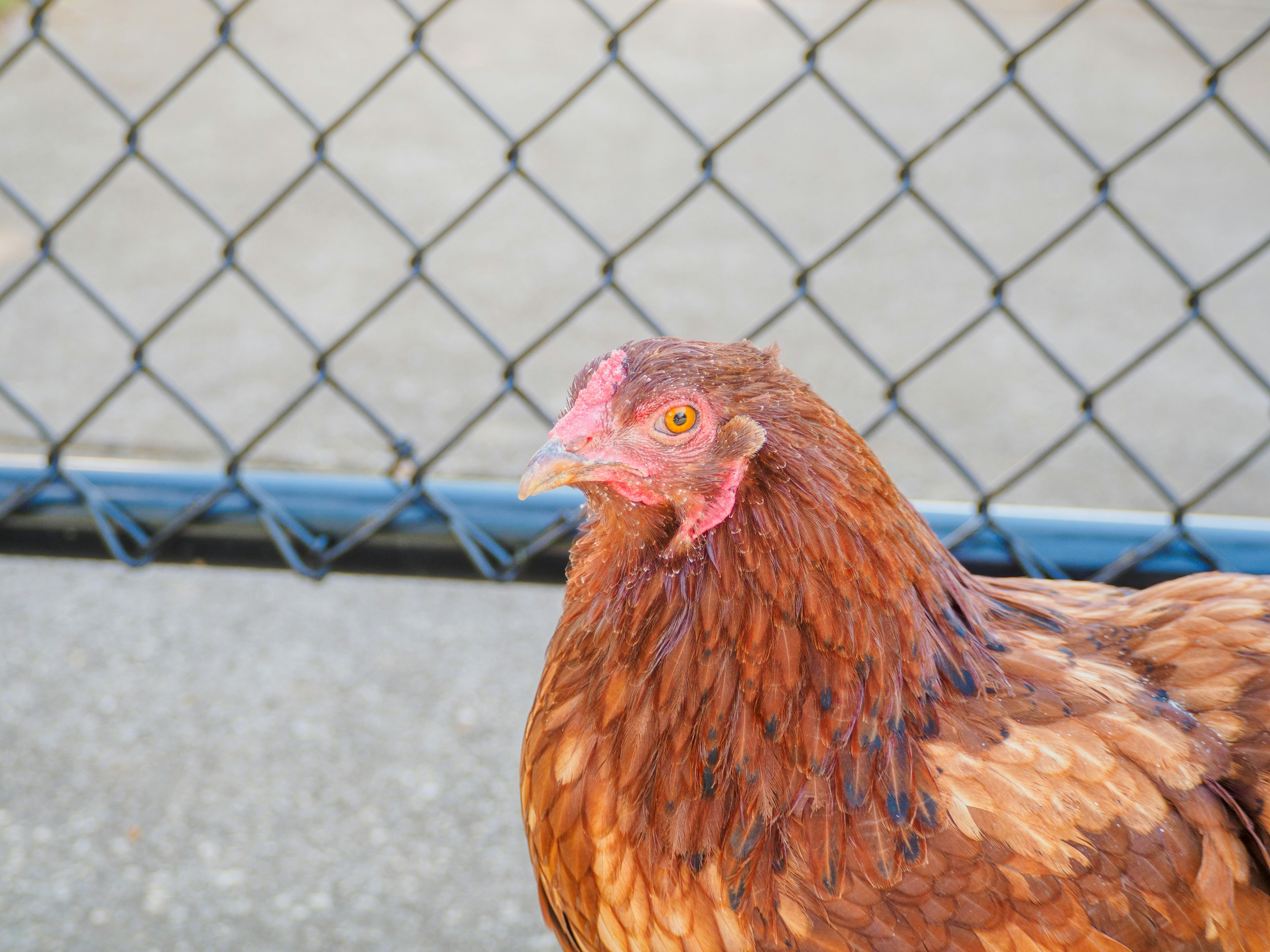 a close up of a chicken near a fence