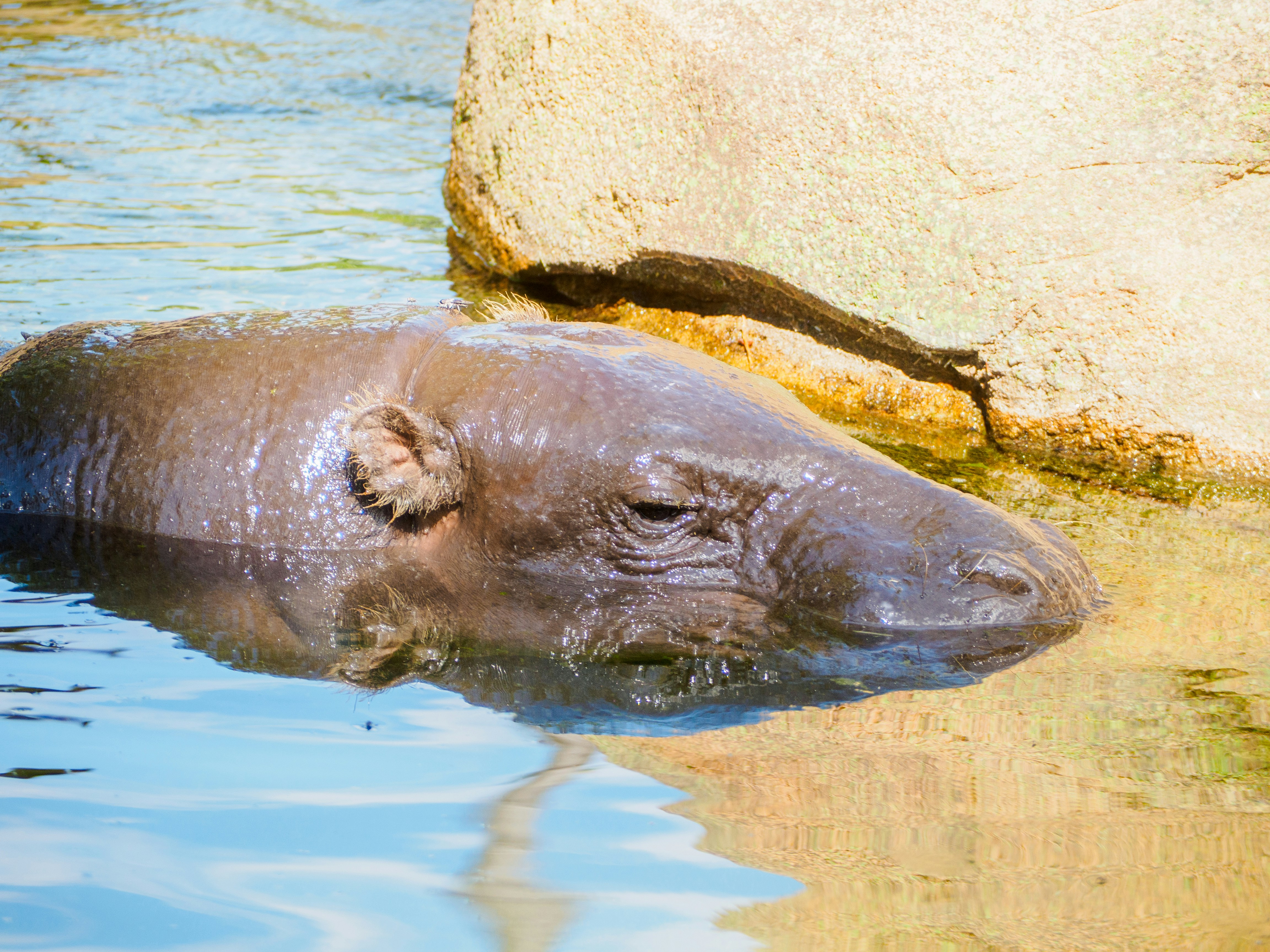 a hippopotamus swimming in a pool of water