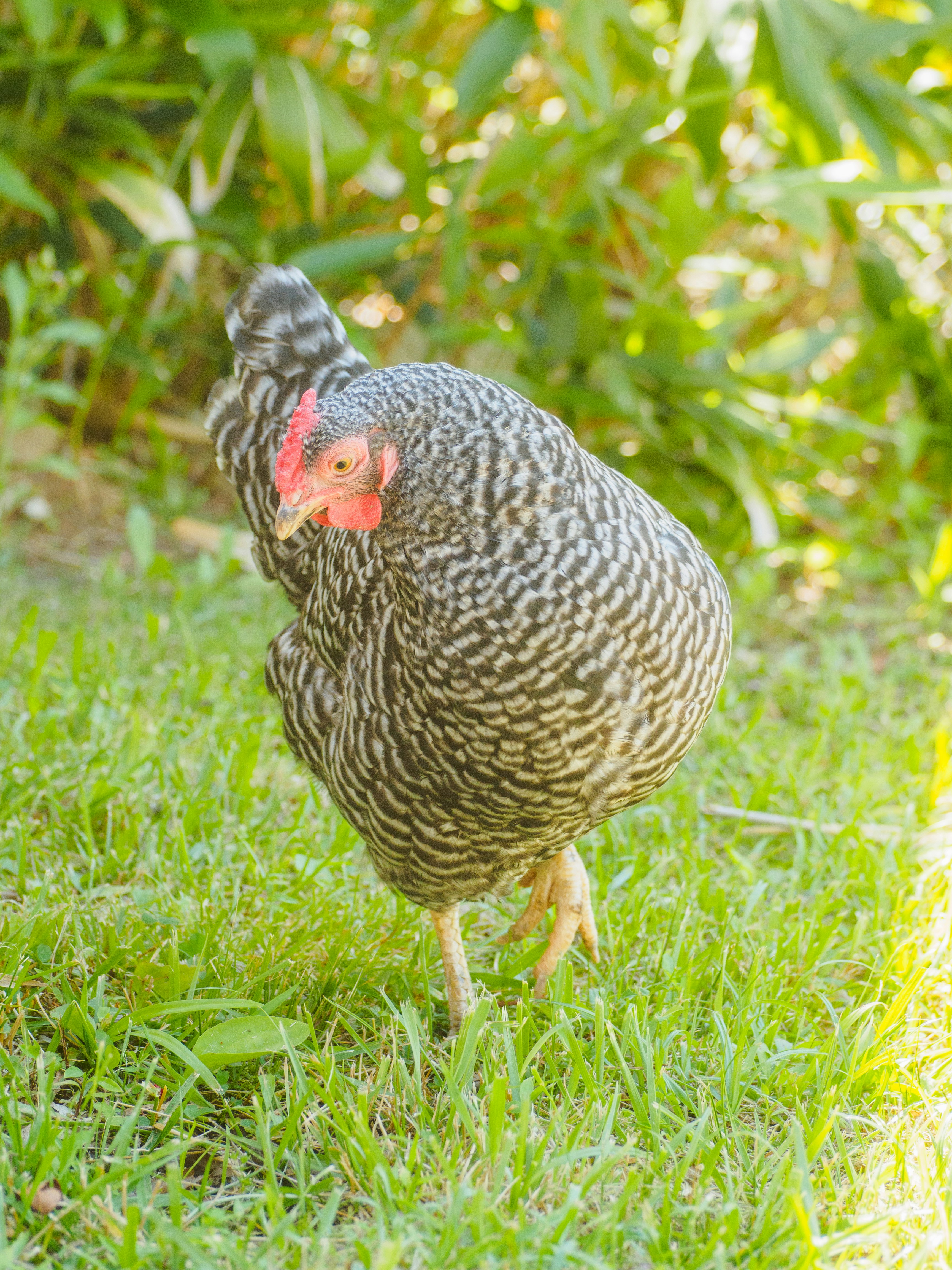a close up of a chicken on a field of grass