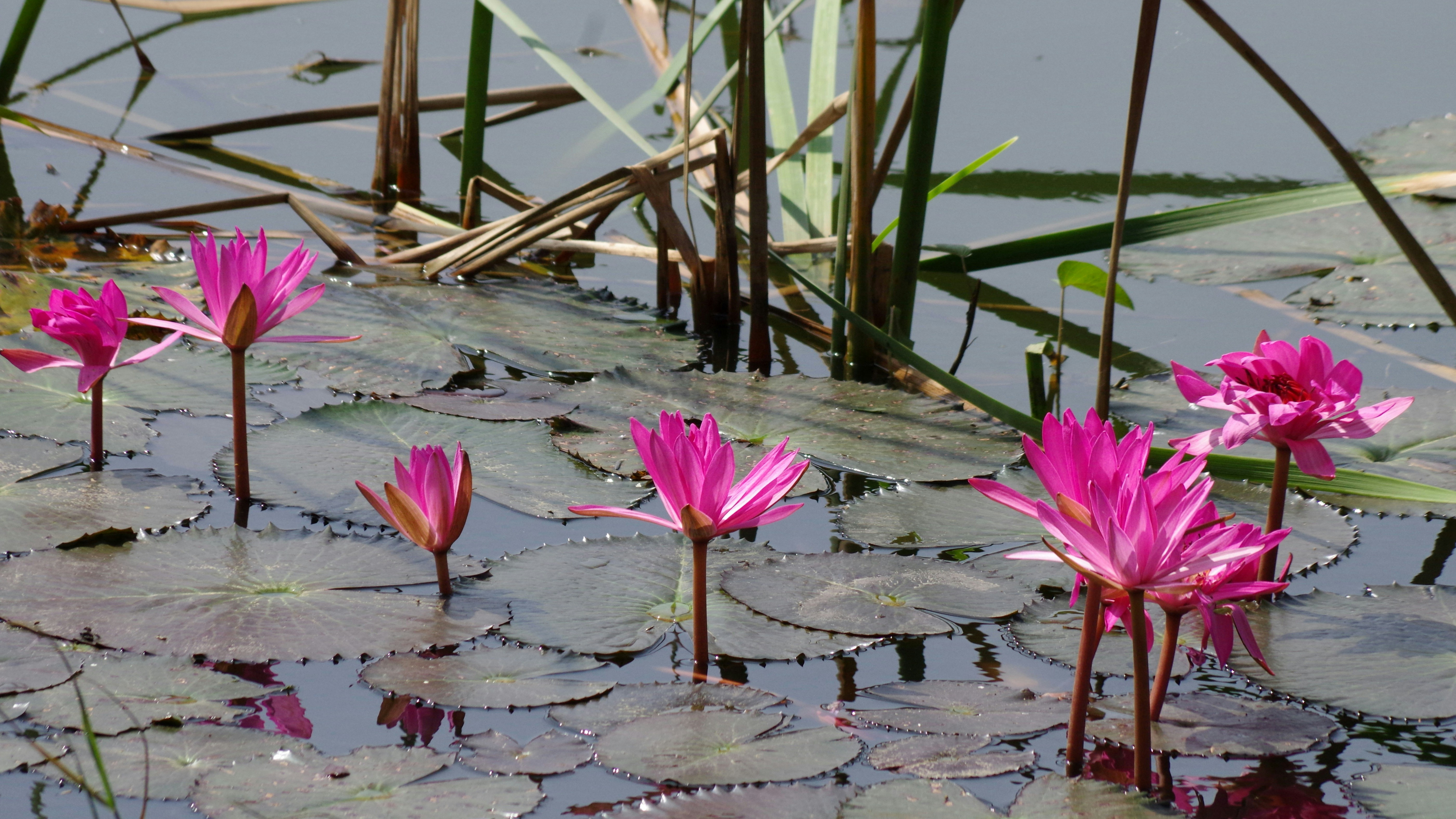 a group of pink flowers floating on top of a lake