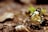a close up of a butterfly on the ground