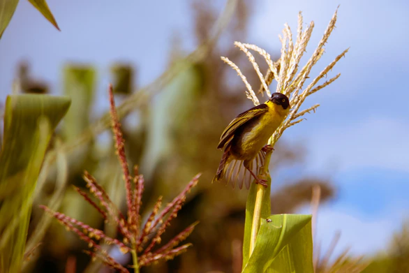 a small bird sitting on top of a plant