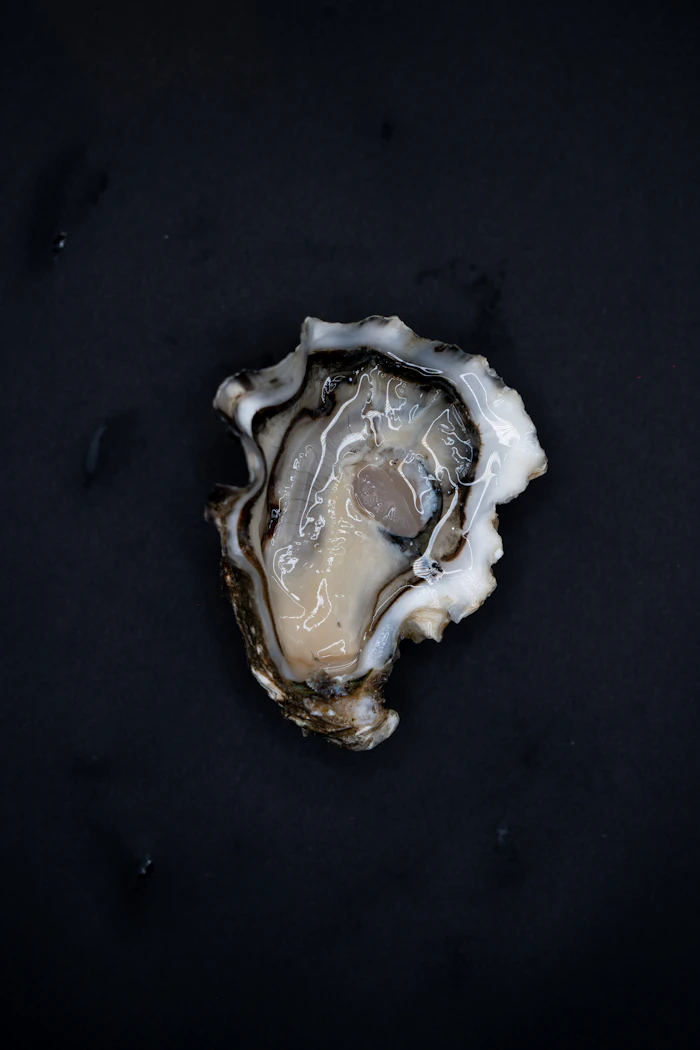 Coquille d'huître