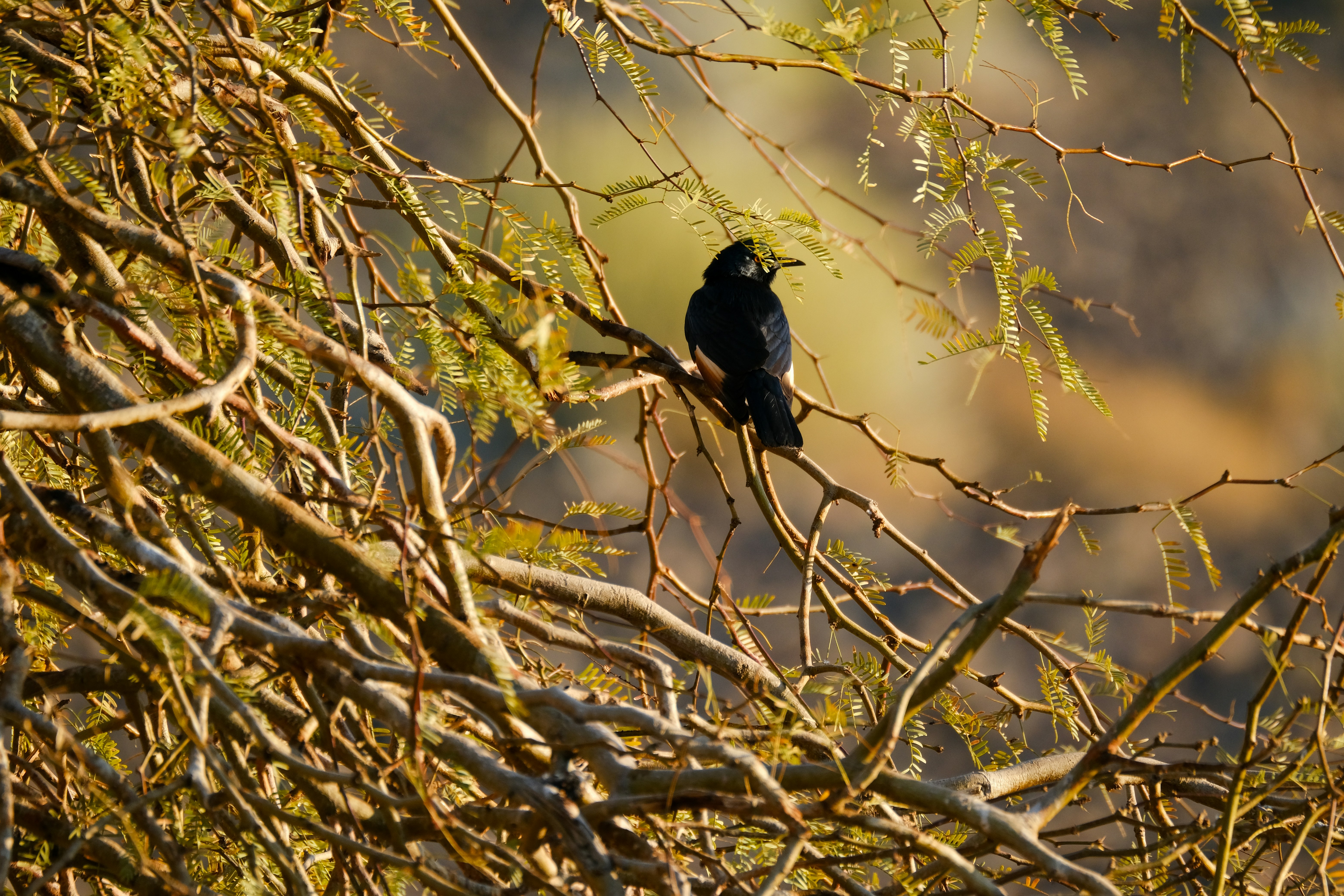 Photo by francesco_ungaro