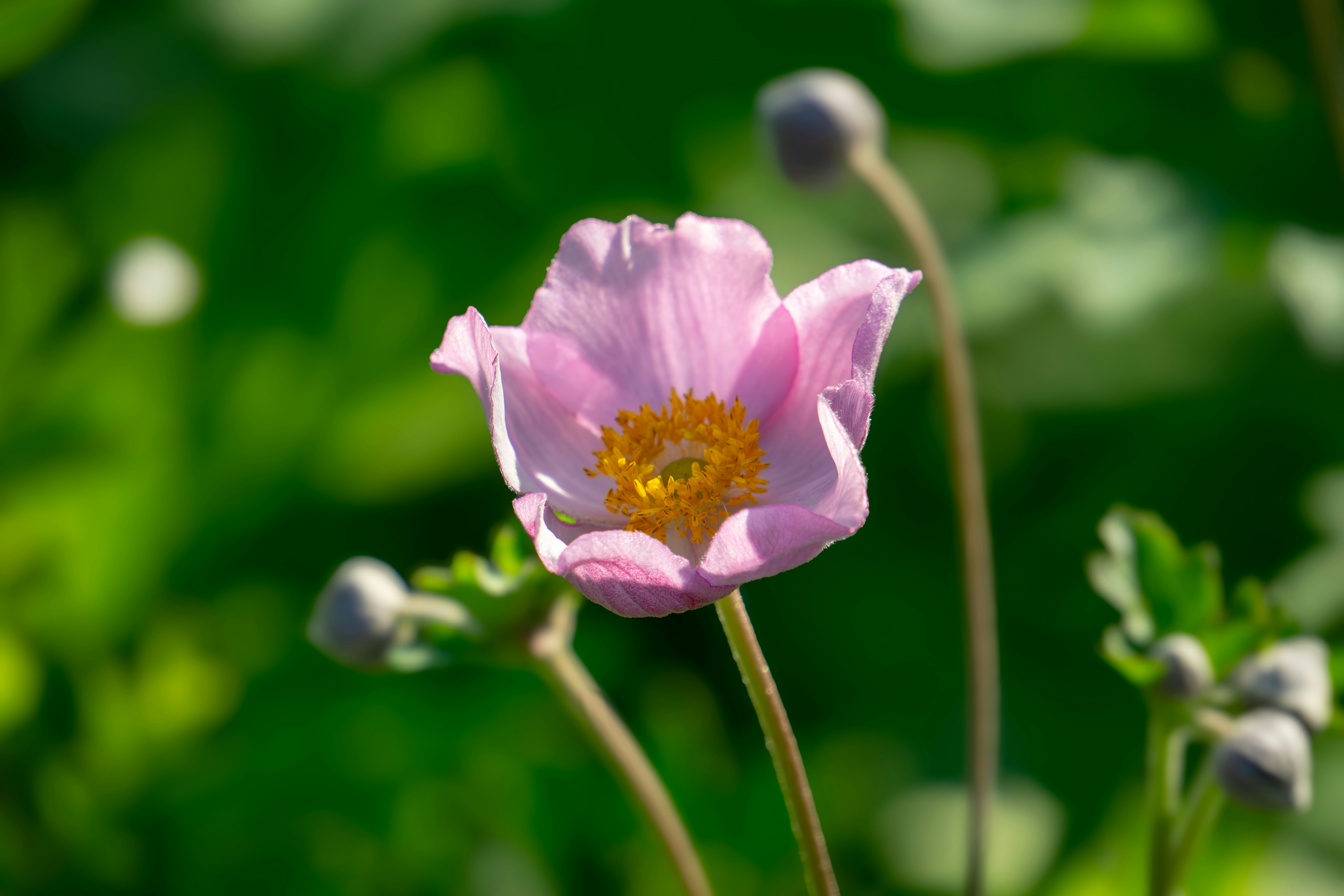 Photo by aravindreddytarugu