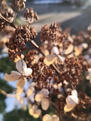 a close up of a flower on a tree