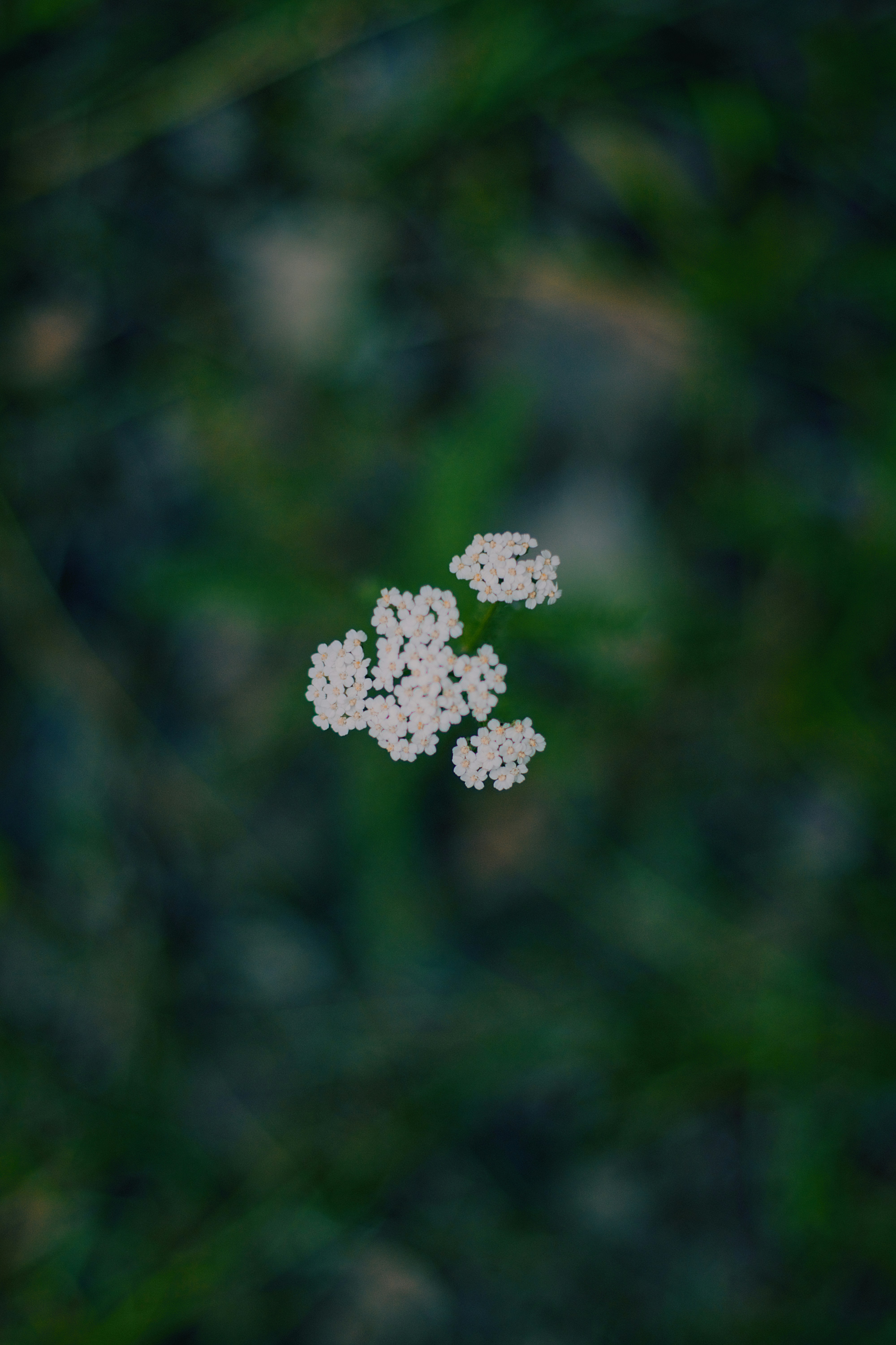 a group of small white flowers sitting on top of a lush green field