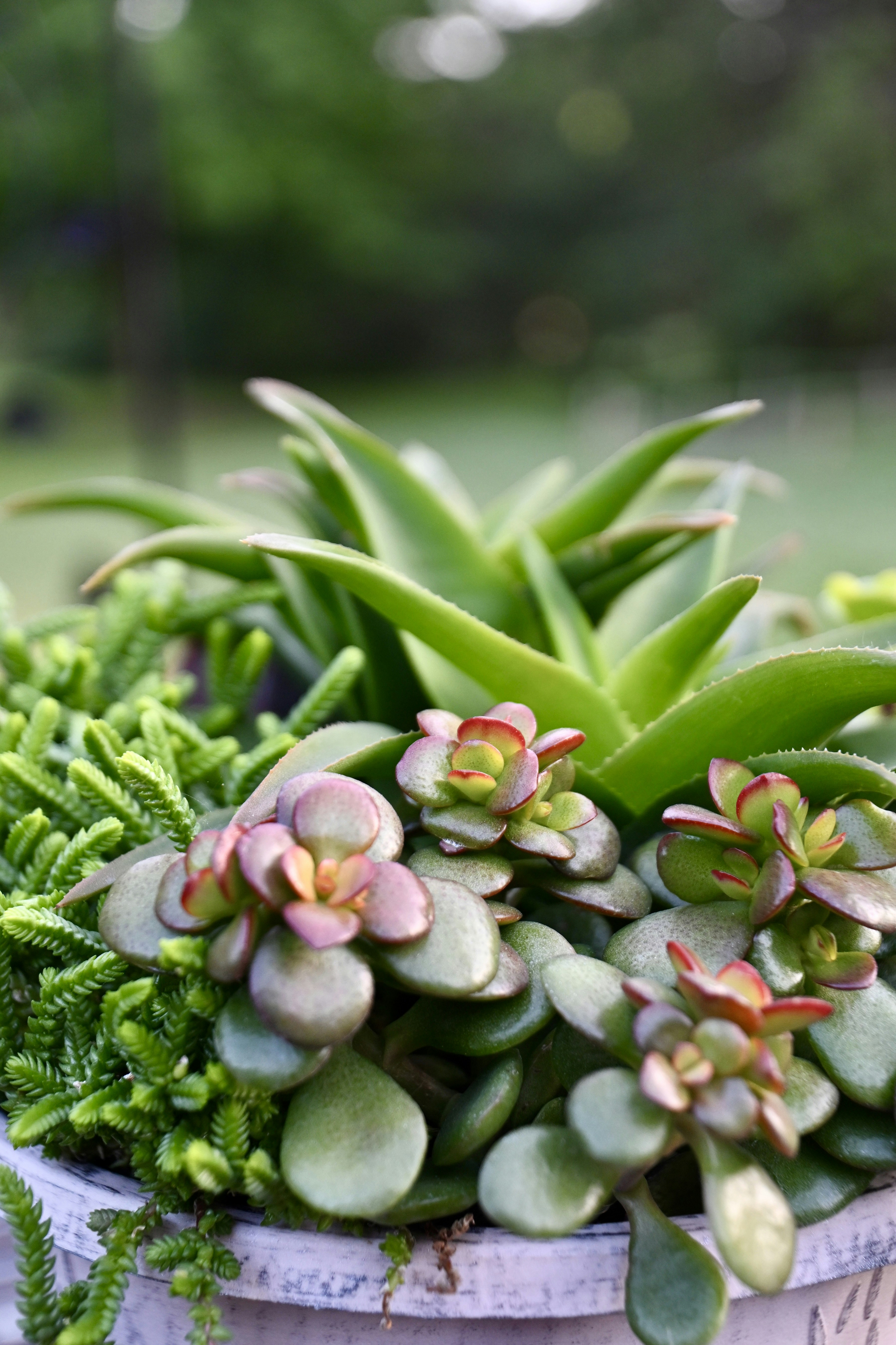 a close up of a potted plant with succulents