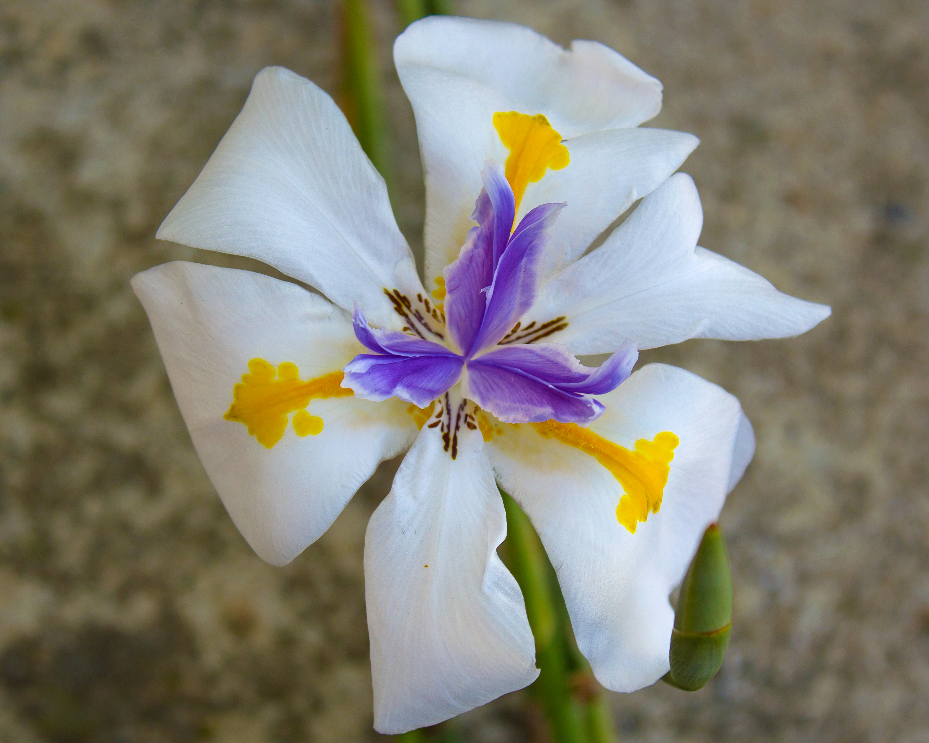 Decoding THCa hybrid Flower Quality on a Budget