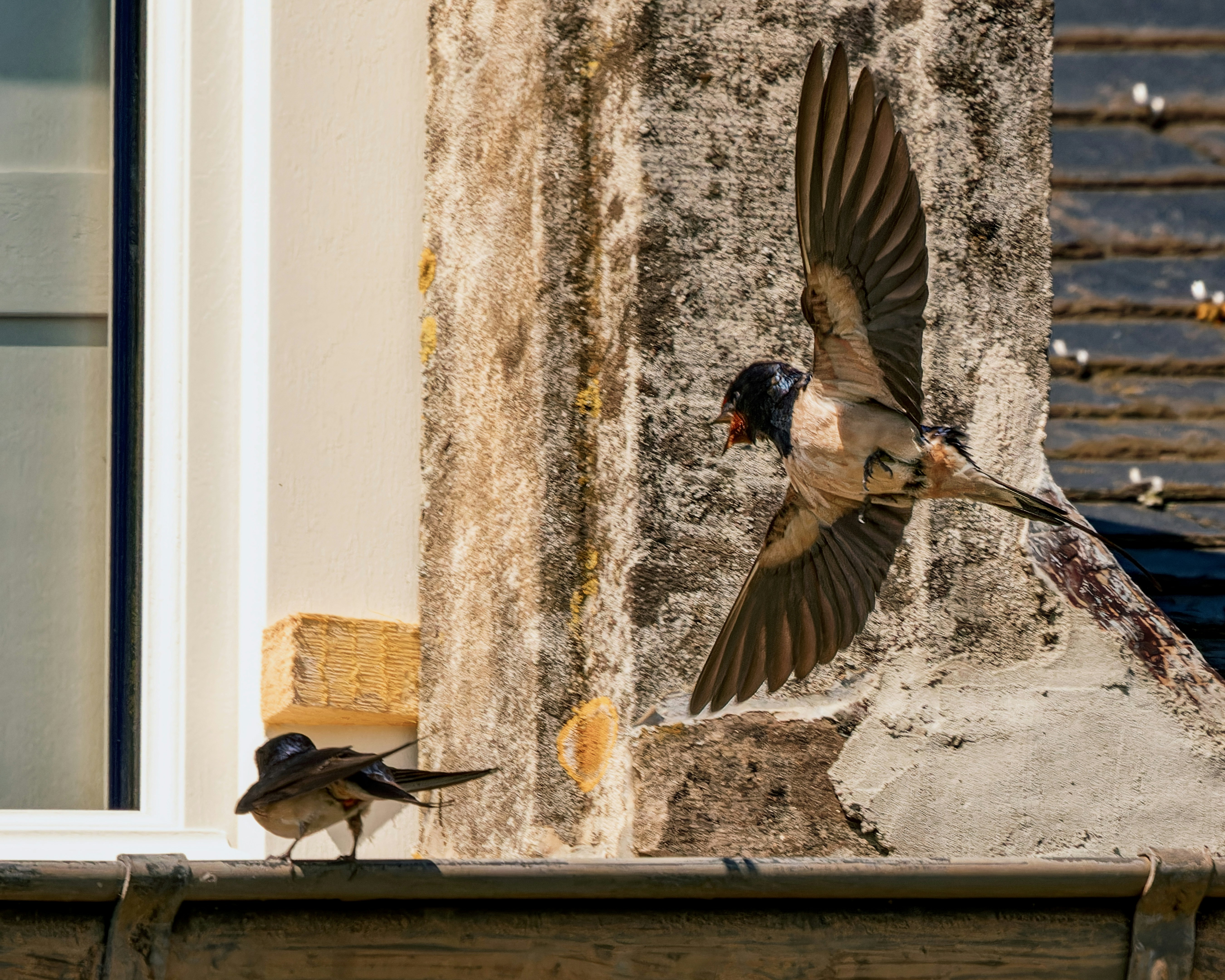 a couple of birds flying over a window