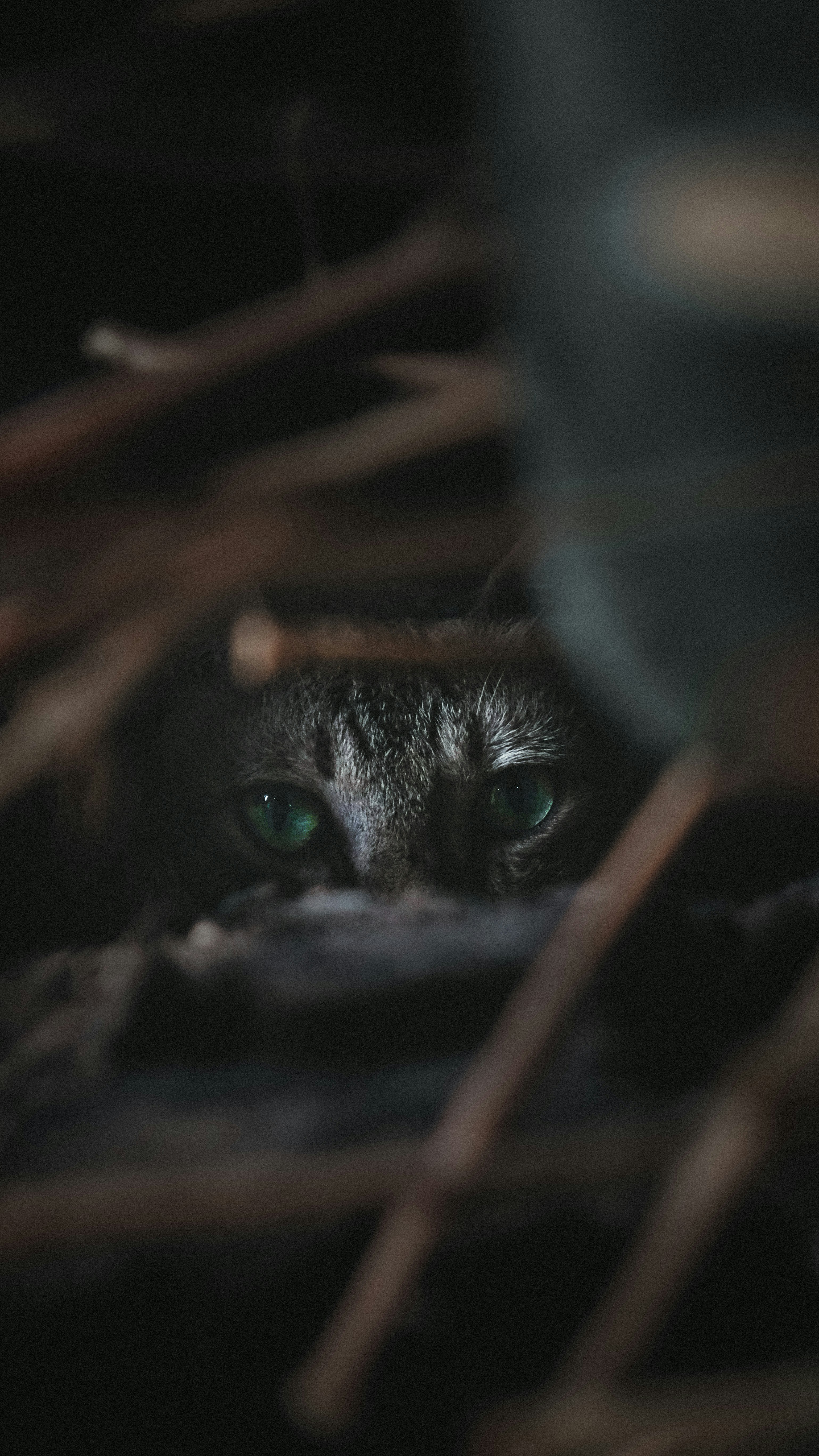 Adapting to Individual Cat Personalities (image credits: unsplash)