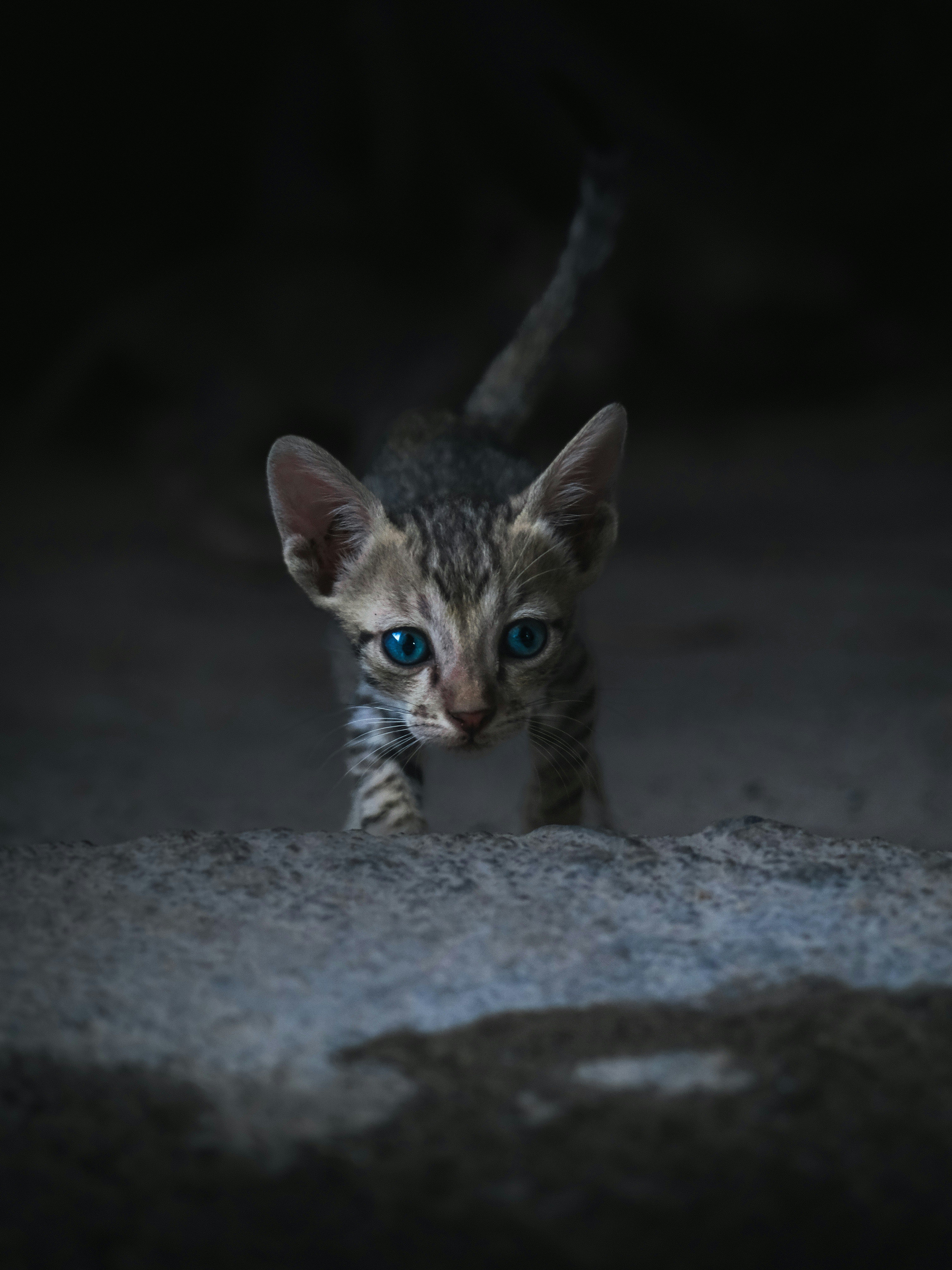 How Personality Affects Social Needs (image credits: unsplash)