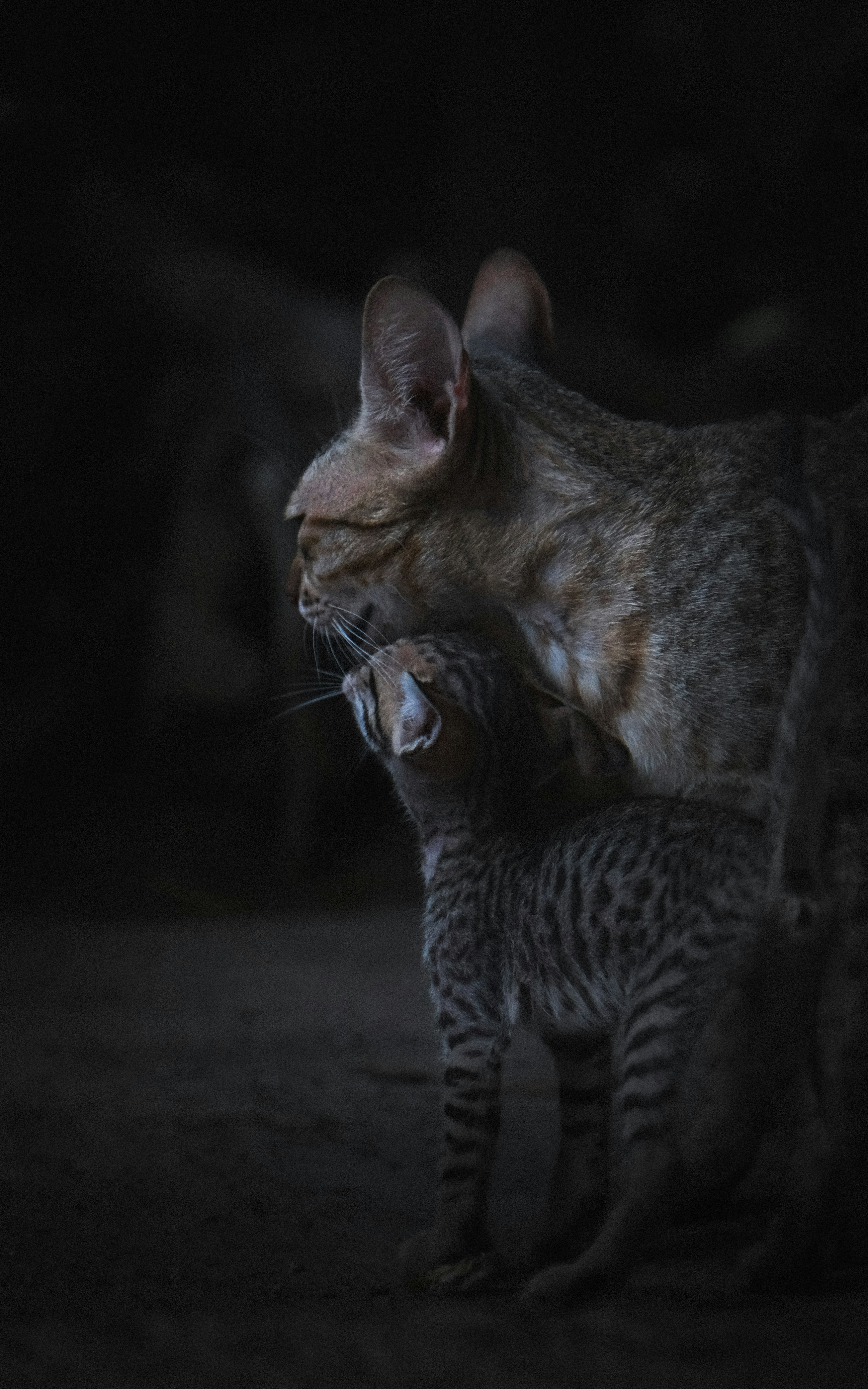 Age and Social Preferences (image credits: unsplash)