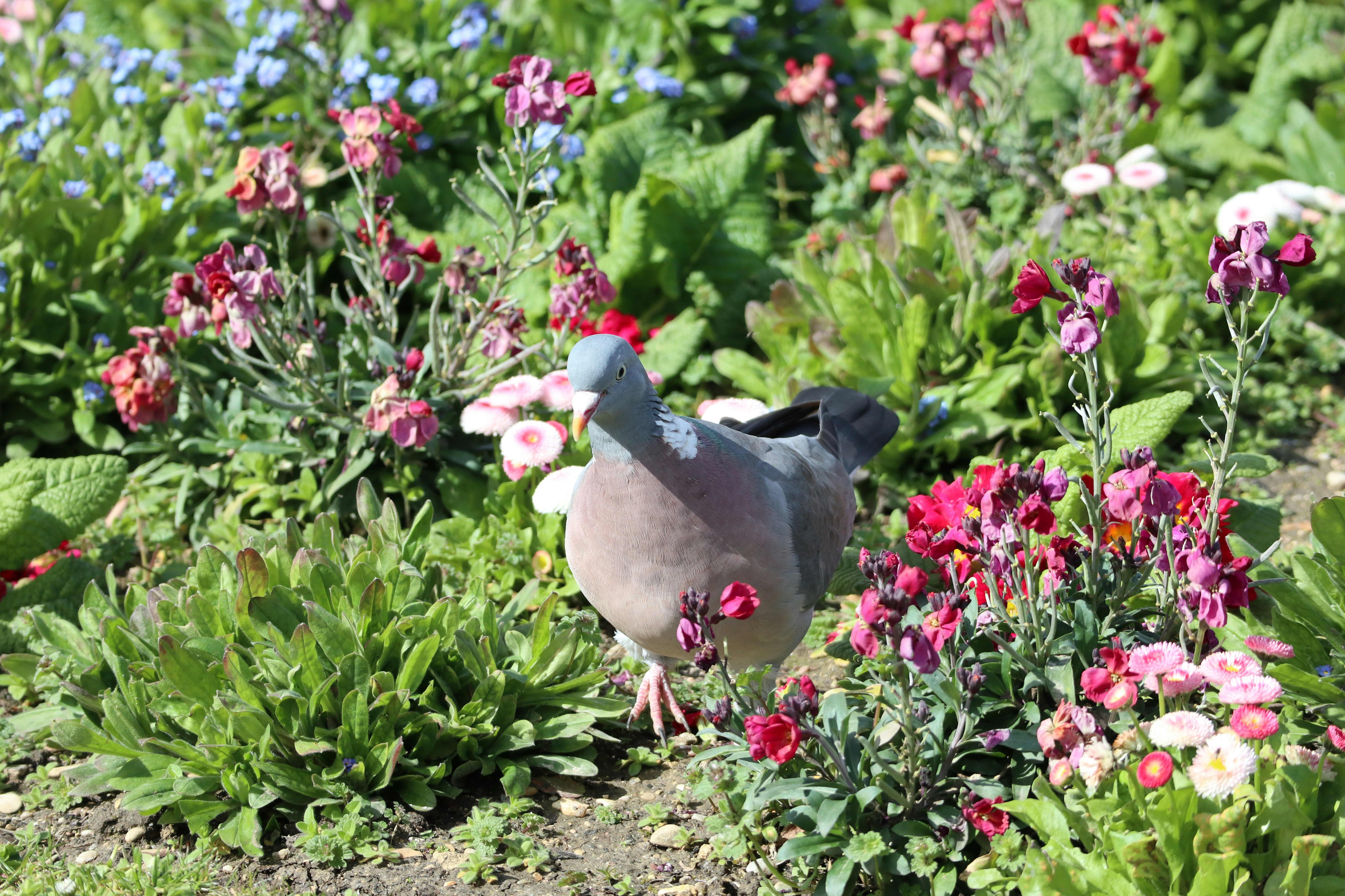 Palais du Luxembourg photo 2