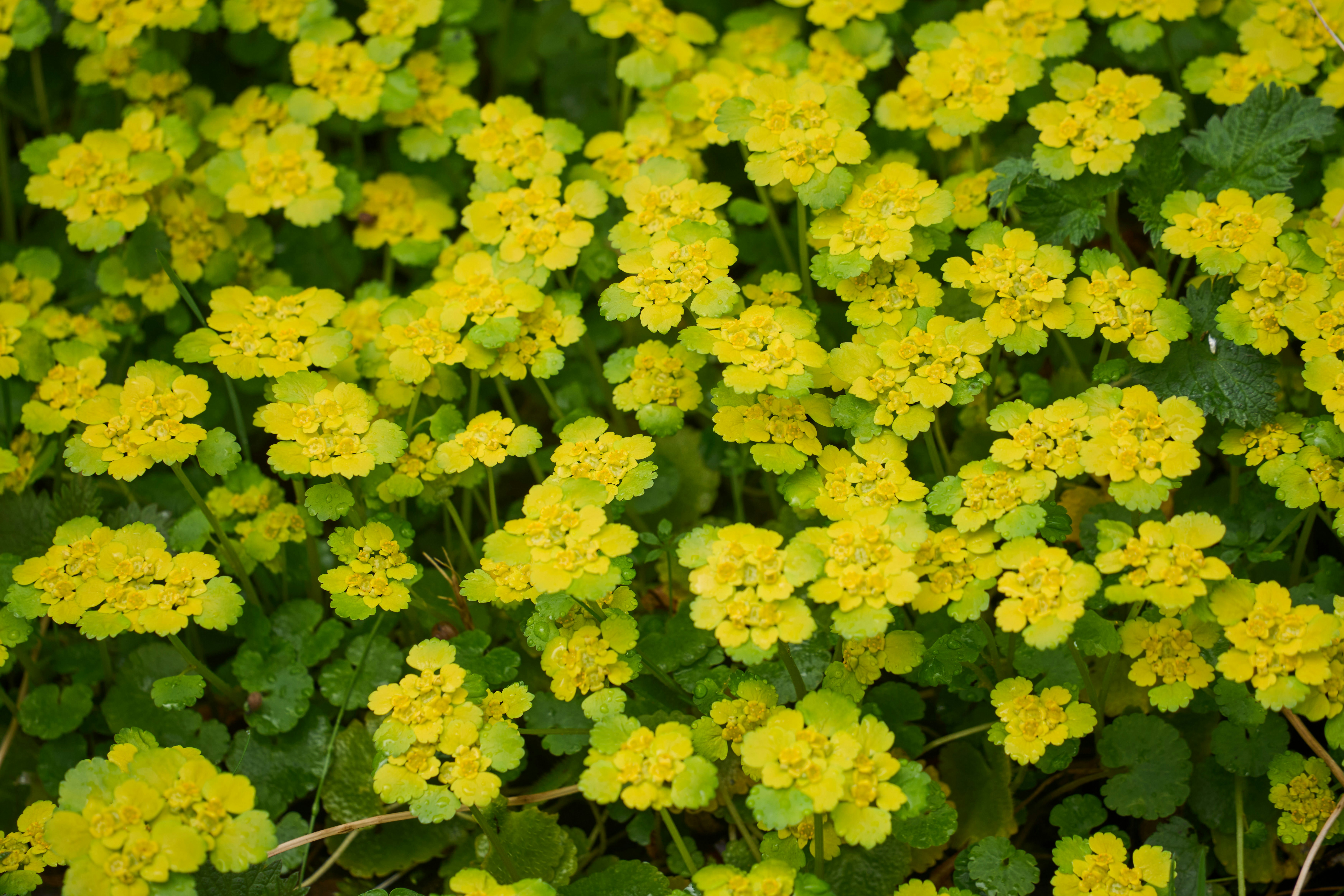 Photo by wolfgang_hasselmann