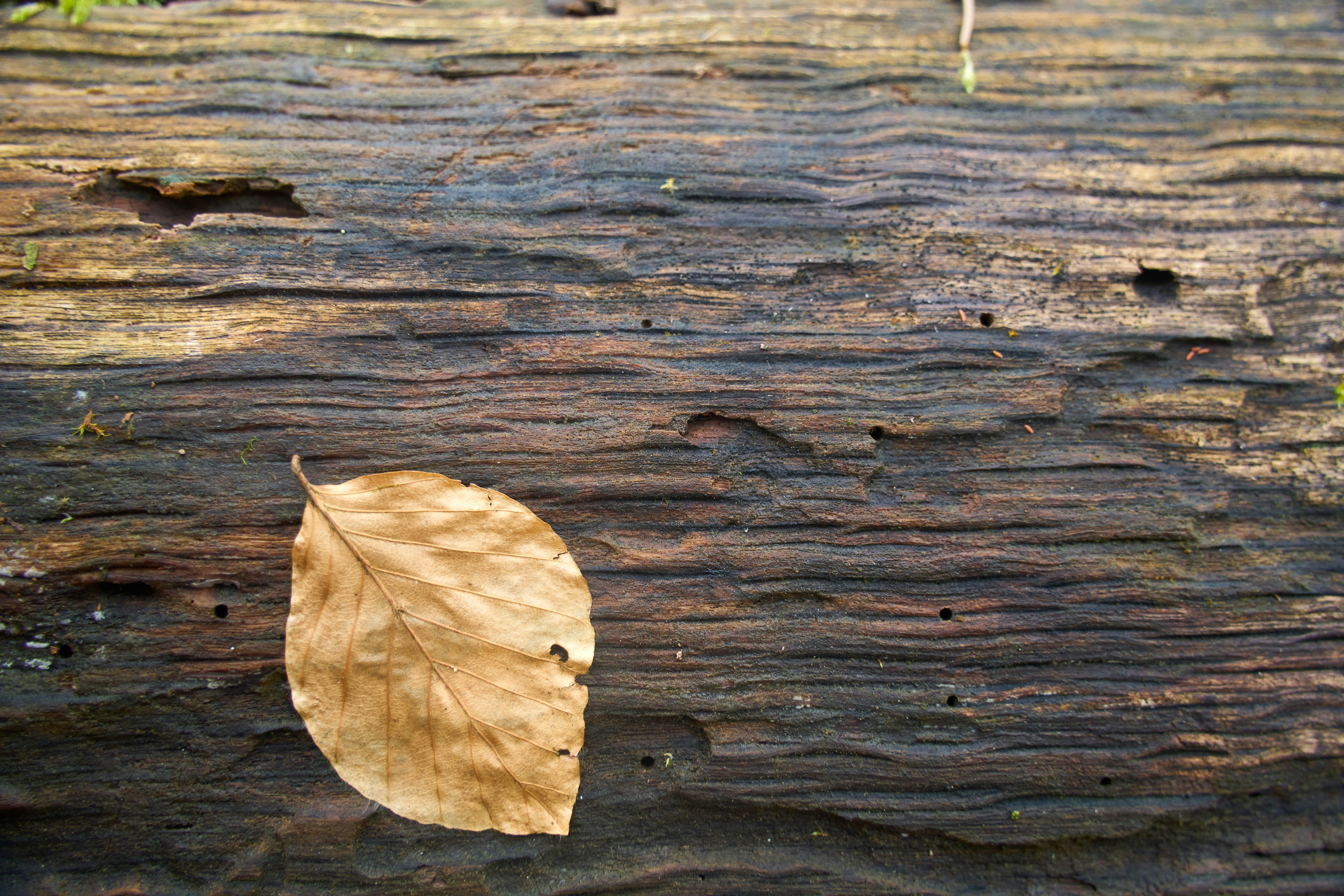 Photo by wolfgang_hasselmann