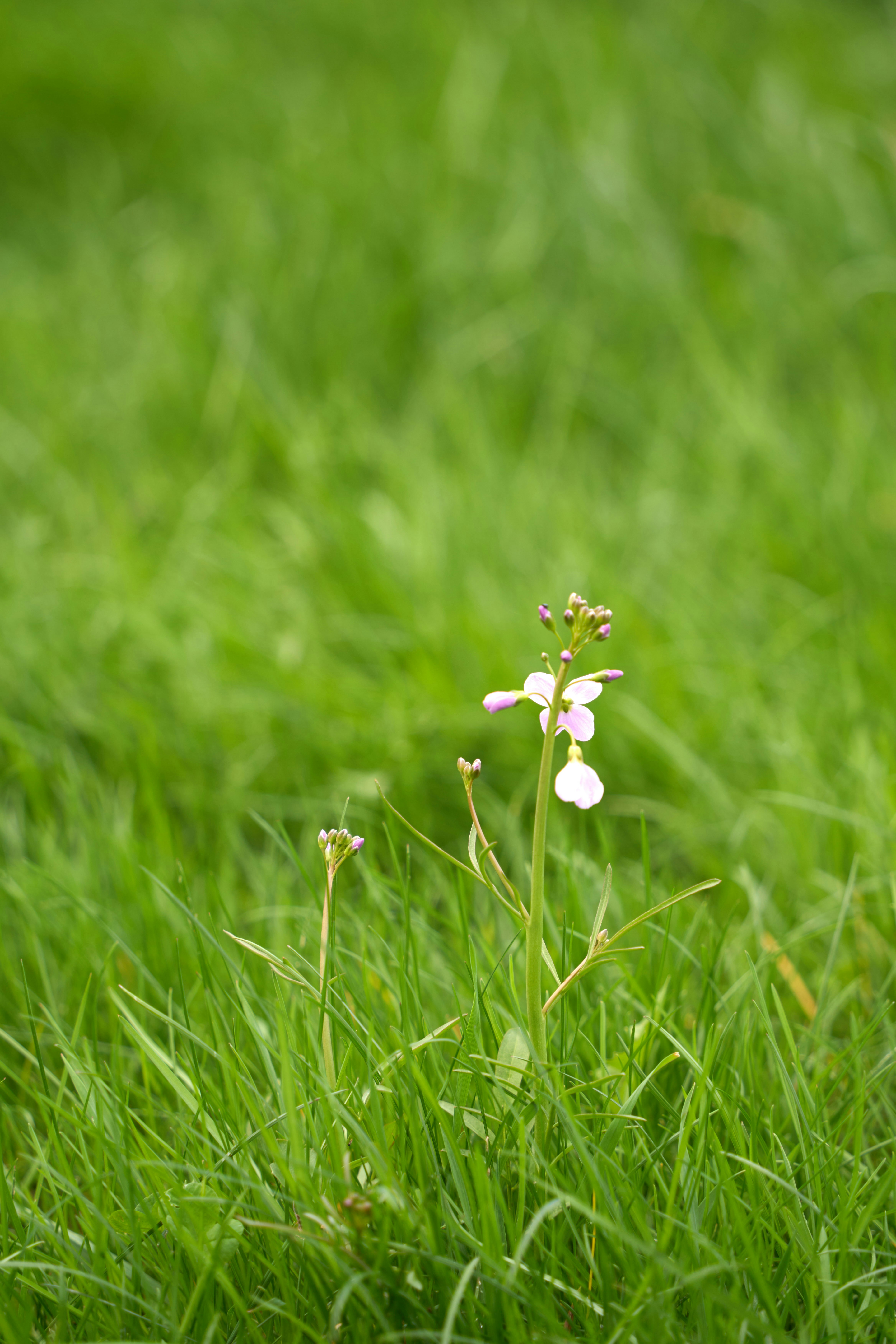 A small white flower sitting in the middle of a lush green field photo ...