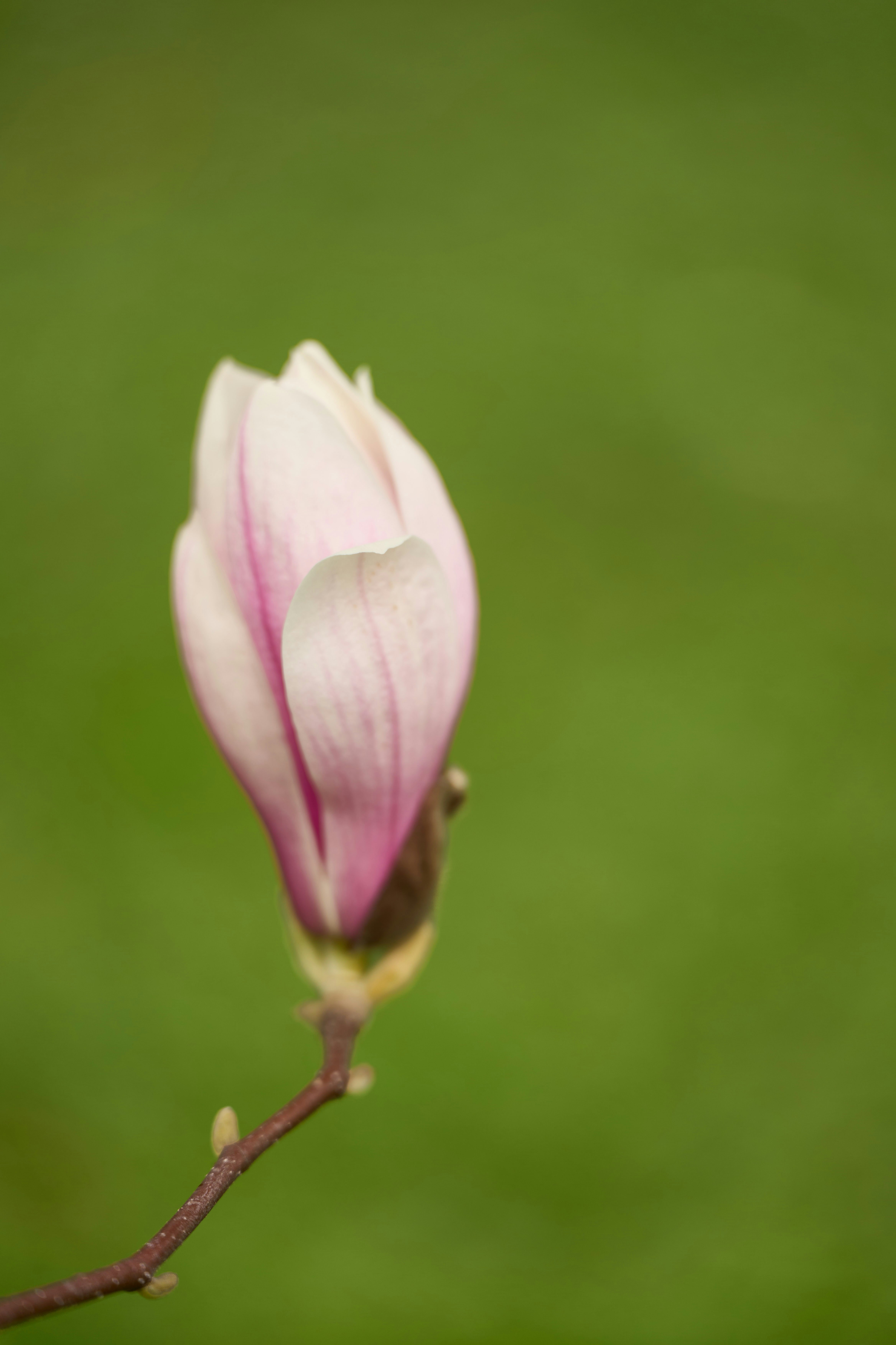 Photo by wolfgang_hasselmann