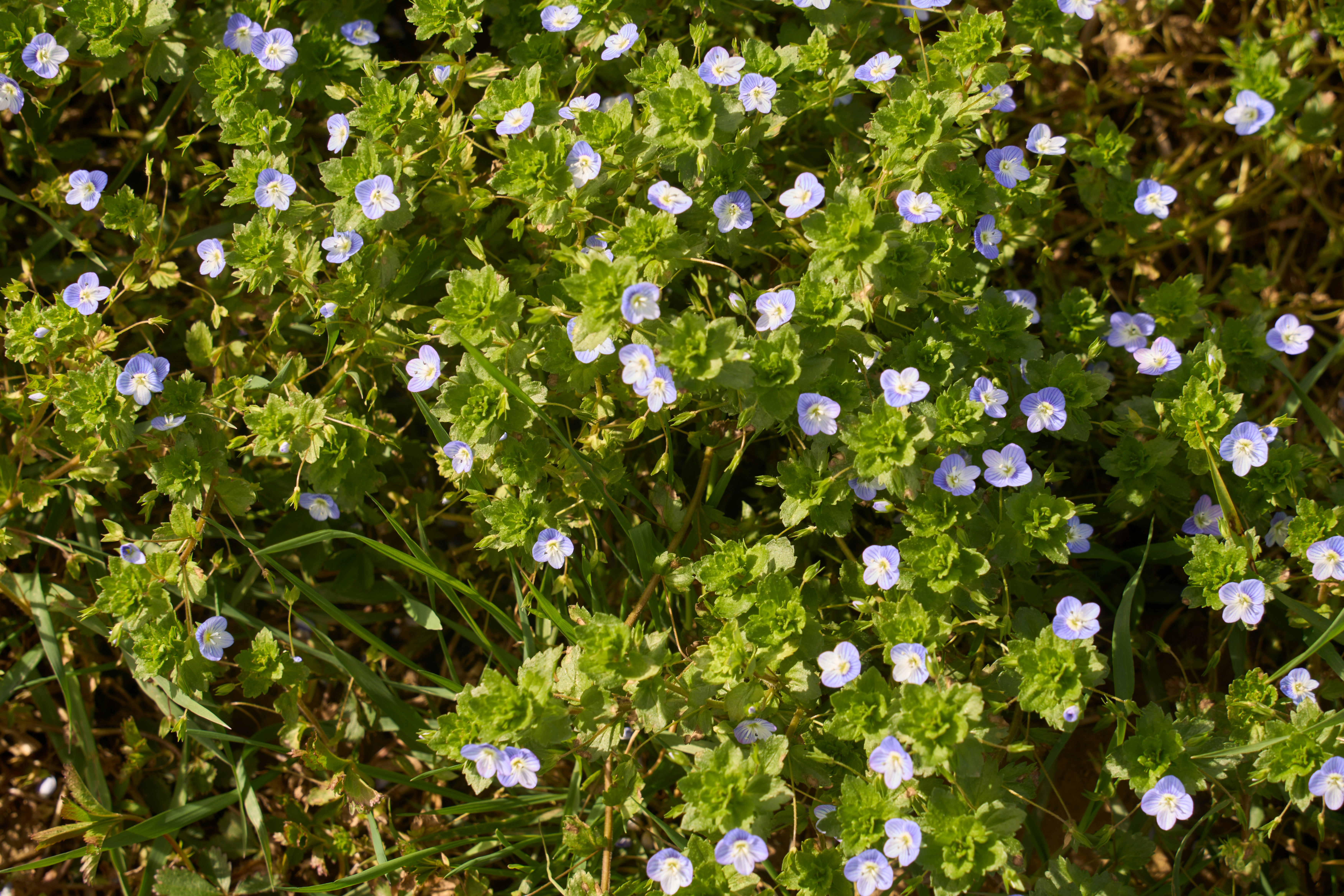 Photo by wolfgang_hasselmann