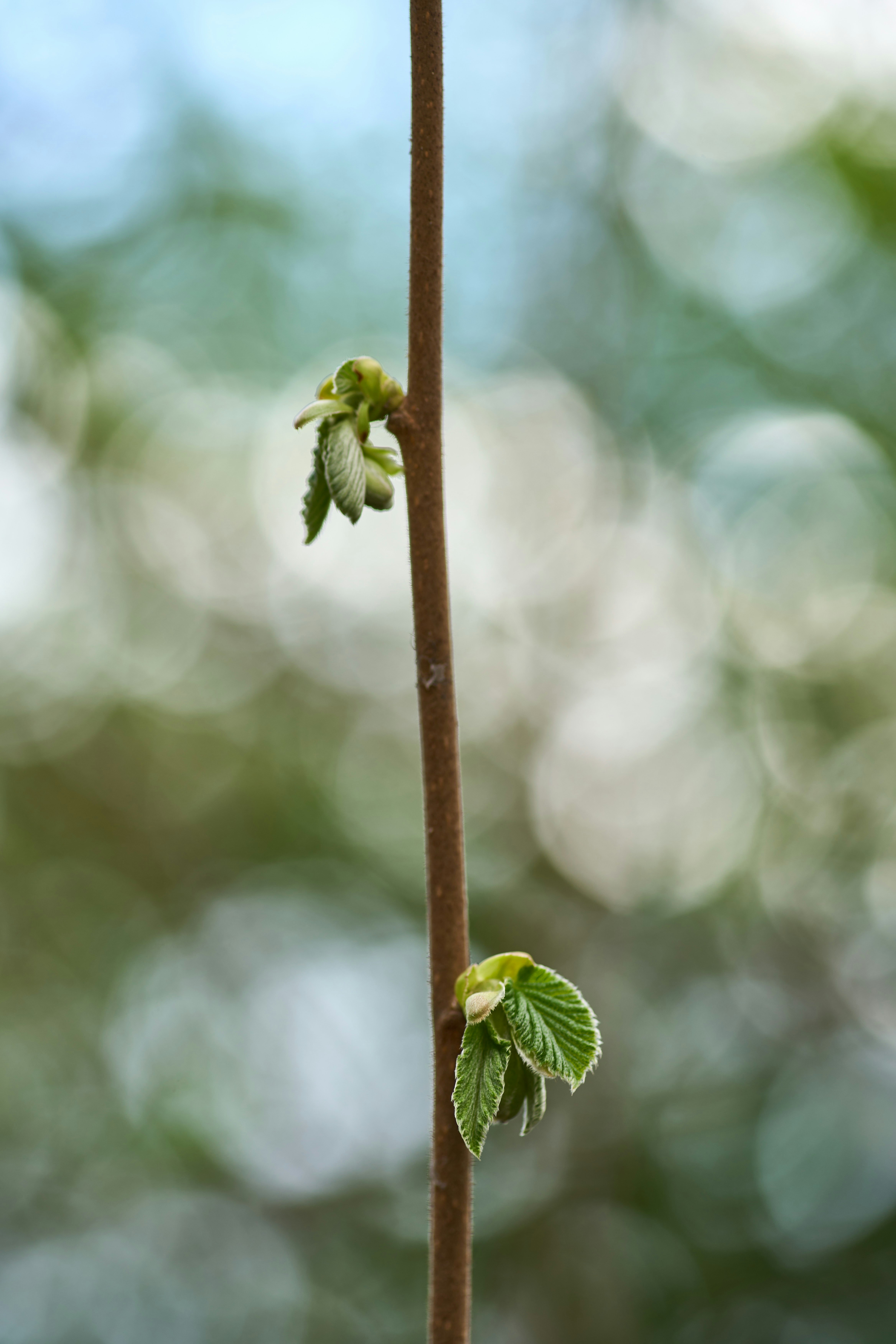 Photo by wolfgang_hasselmann