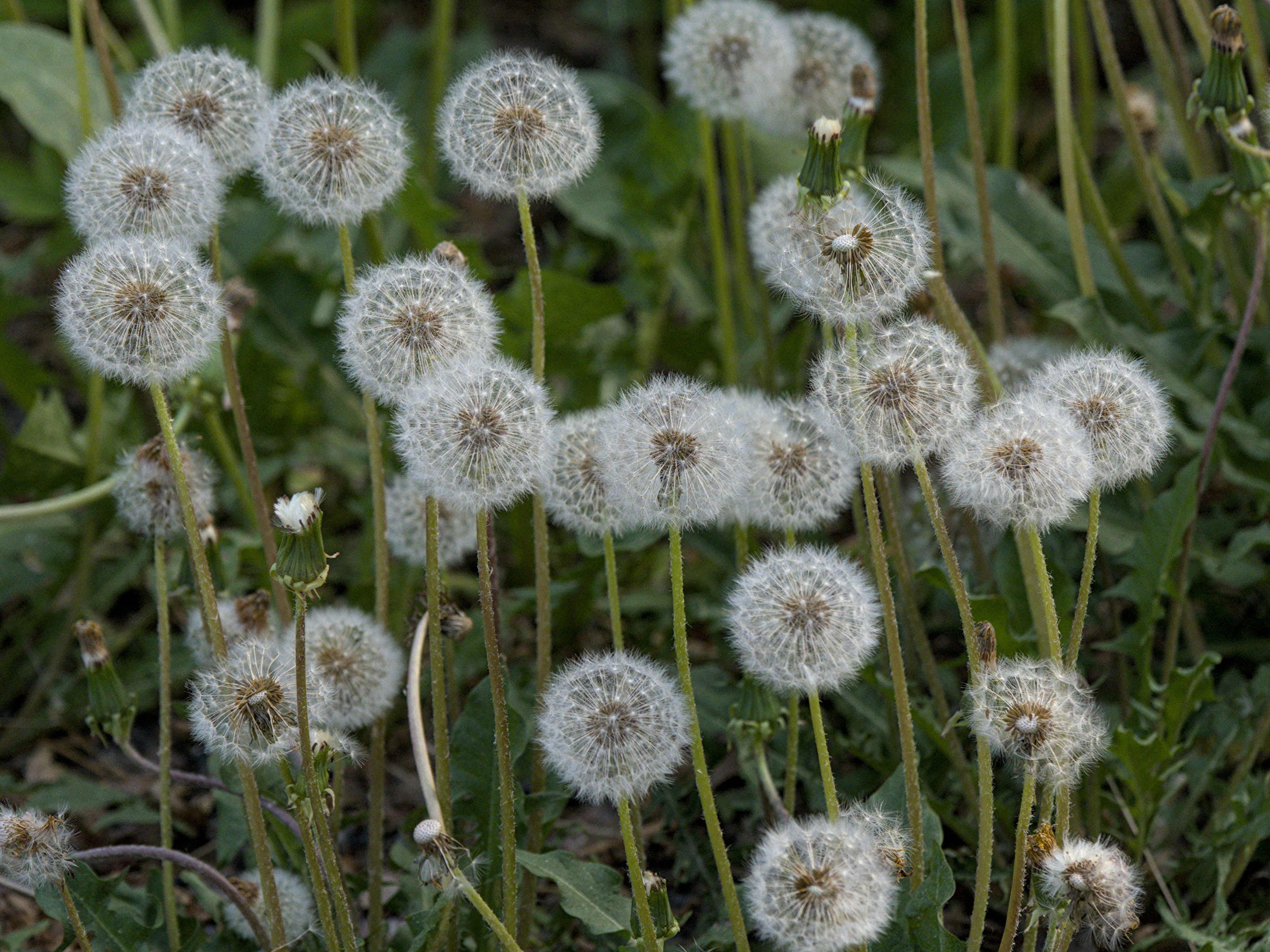 Photo by schneiderhenry