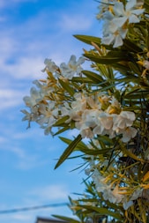 a bunch of flowers that are on a tree
