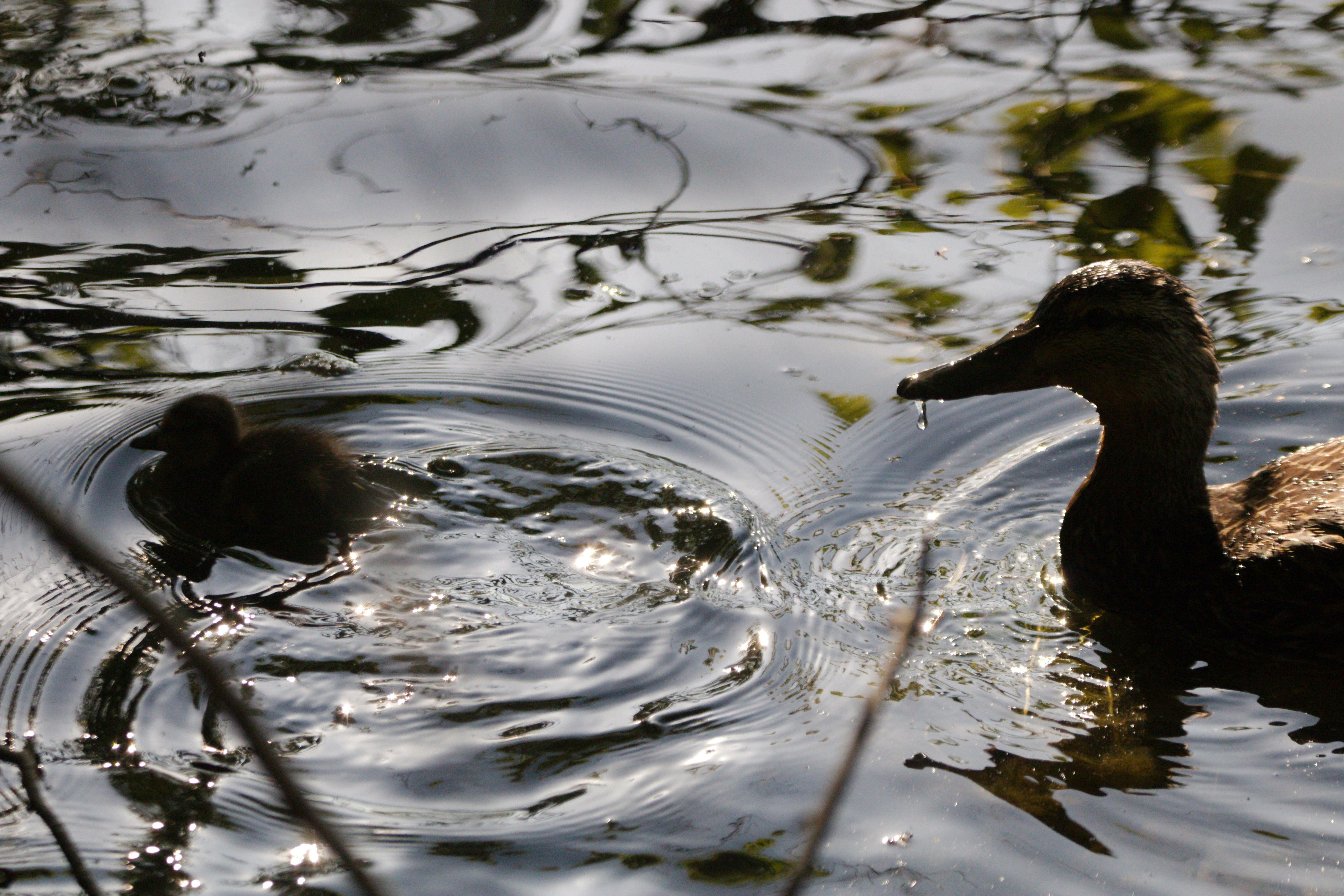 a couple of ducks swimming in a pond