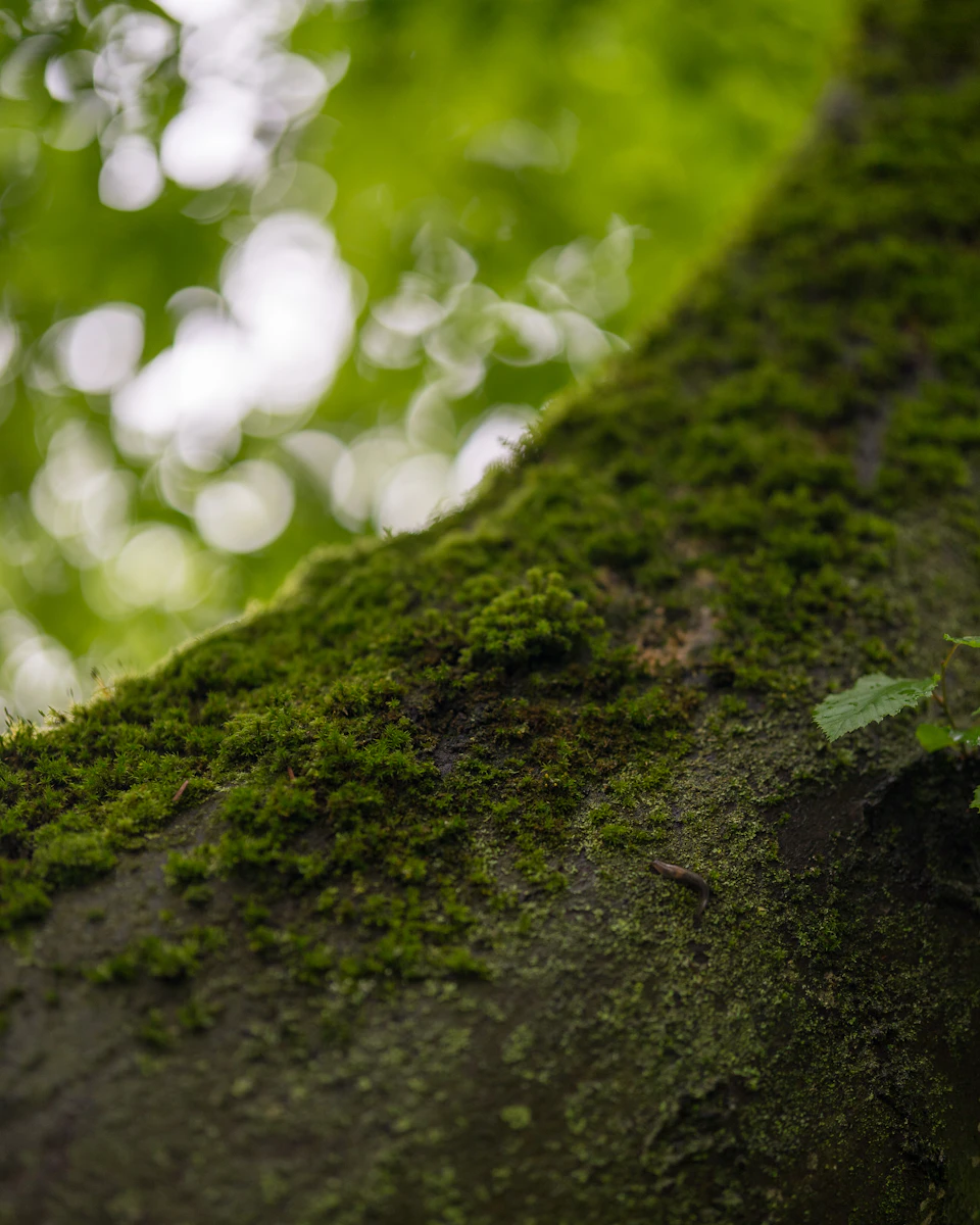 The image shows a close-up view of a tree branch covered in green moss and lichen, with small leaves scattered across its surface. The background is blurred, suggesting that it could be an outdoor setting such as a forest or park.
