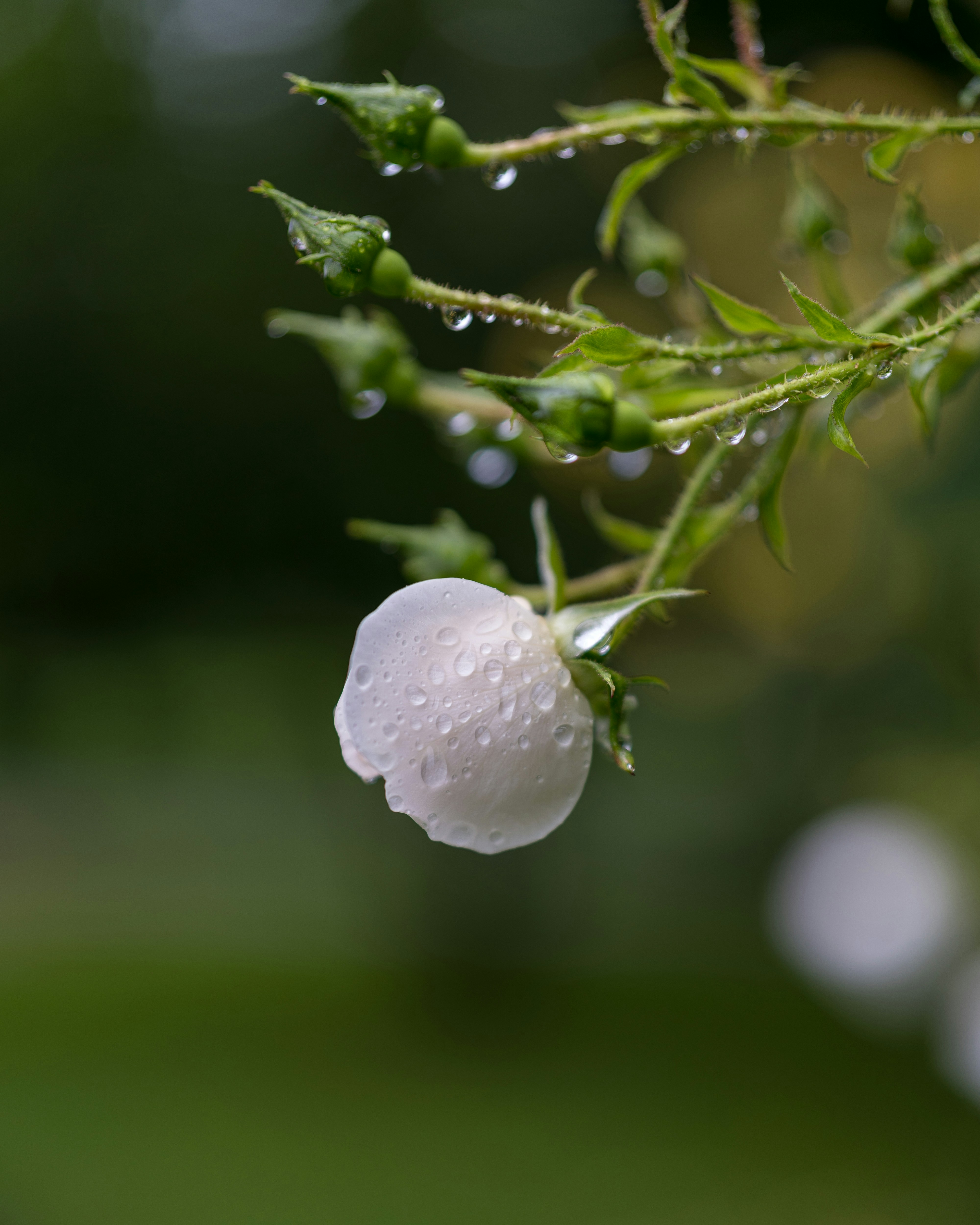 a white flower with water droplets on it