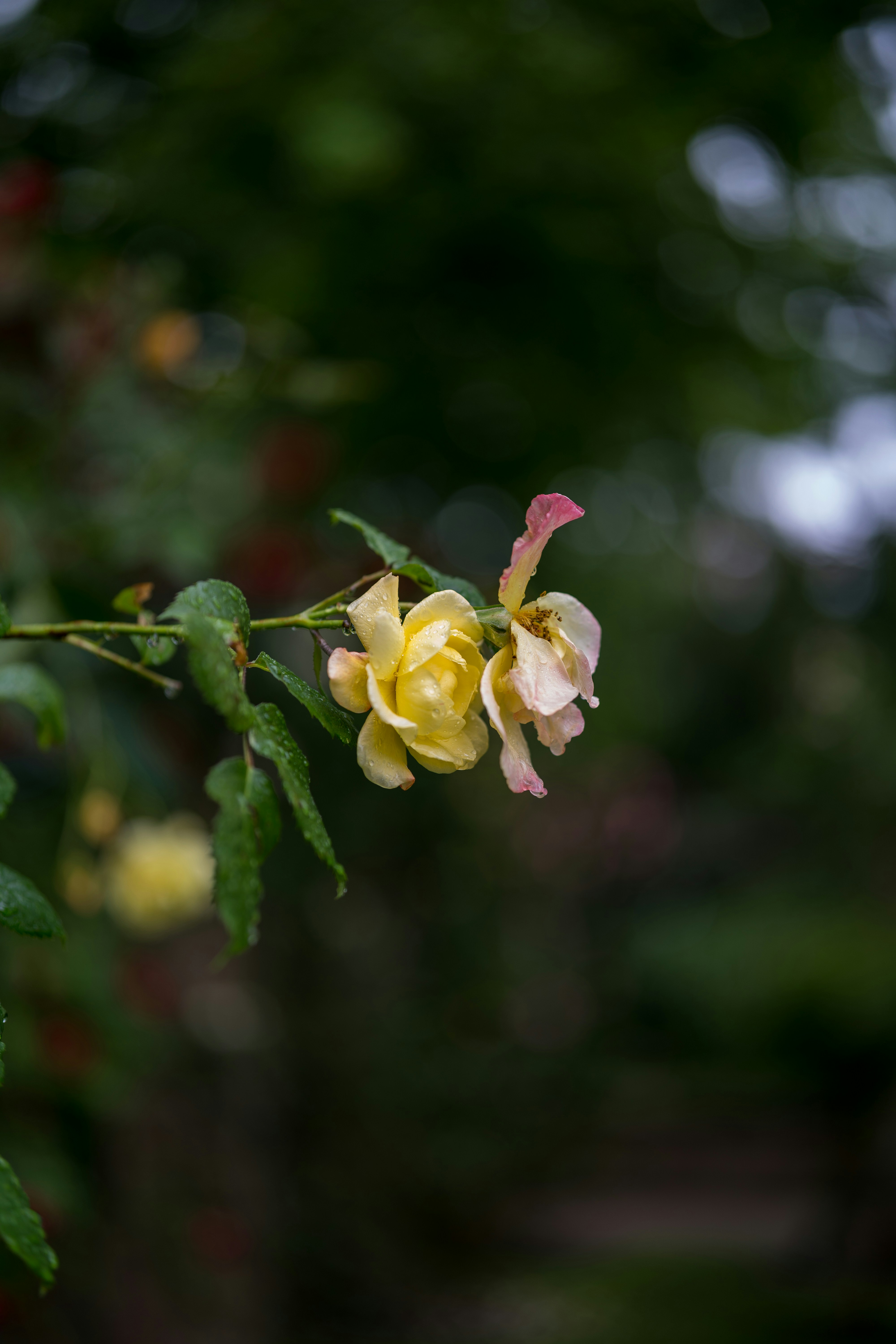 Photo by bangscreative