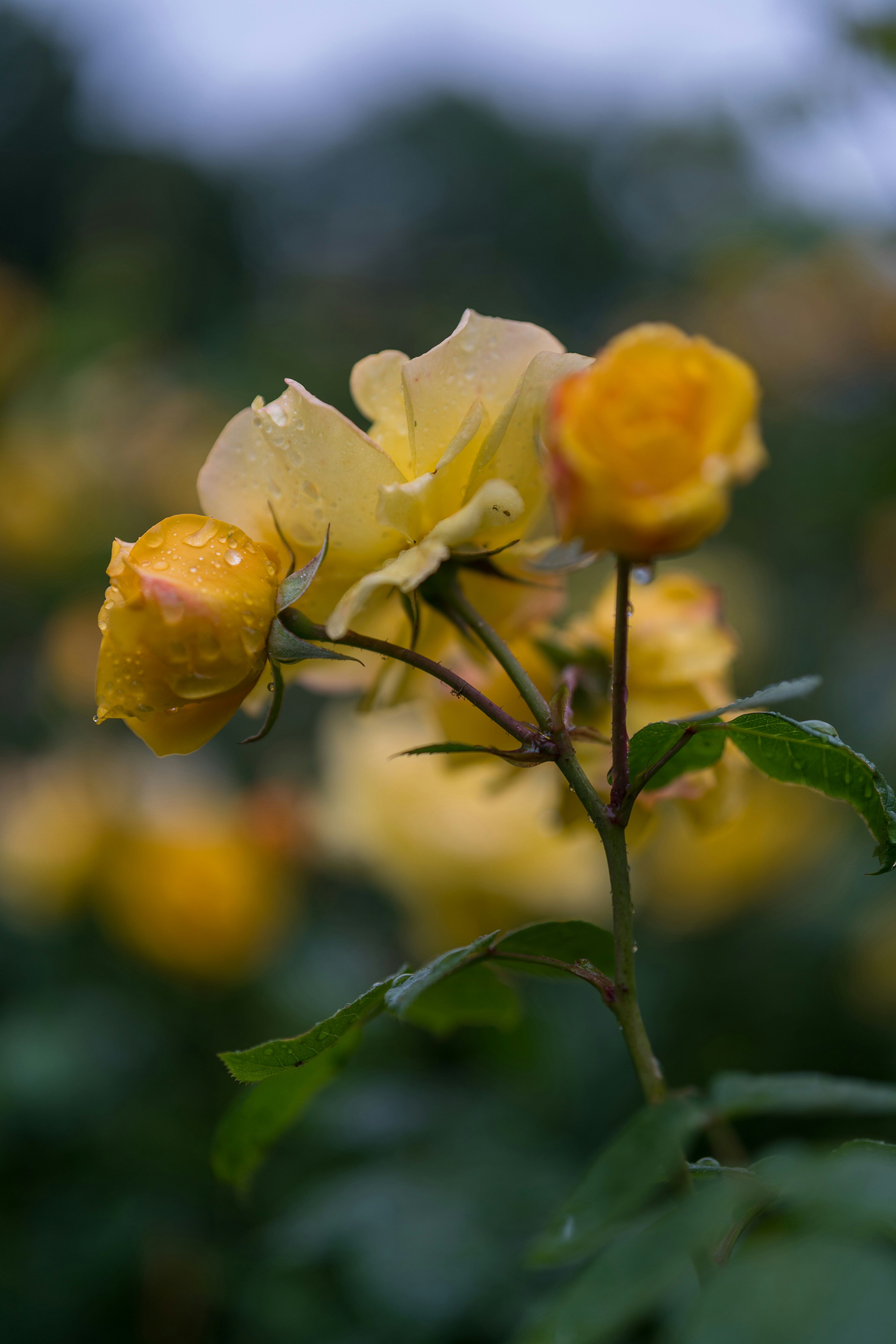 Photo by bangscreative