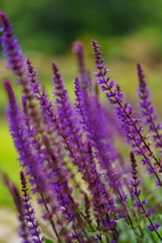 Paarse Salvia caradonna close up
