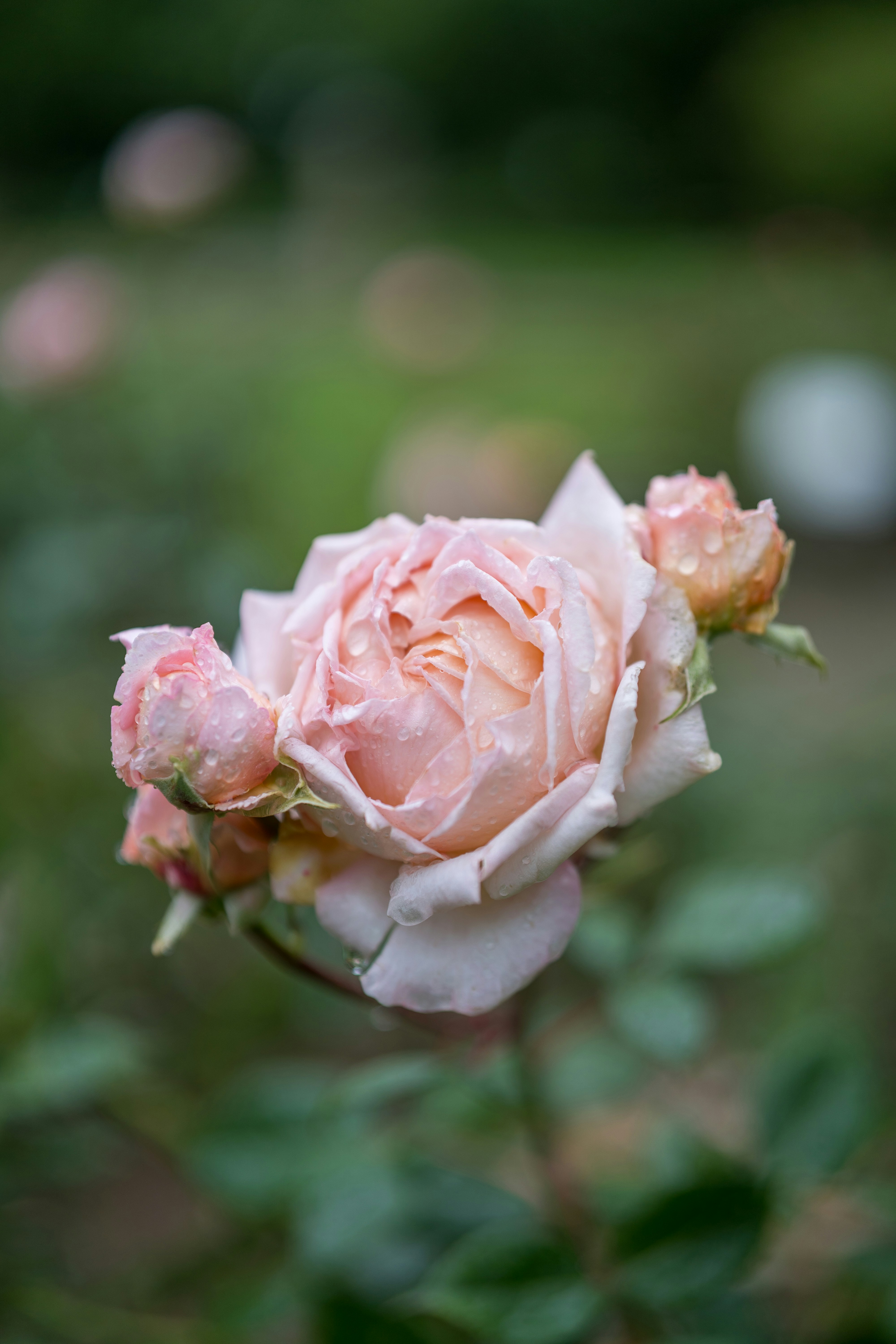 a pink rose is blooming in a garden