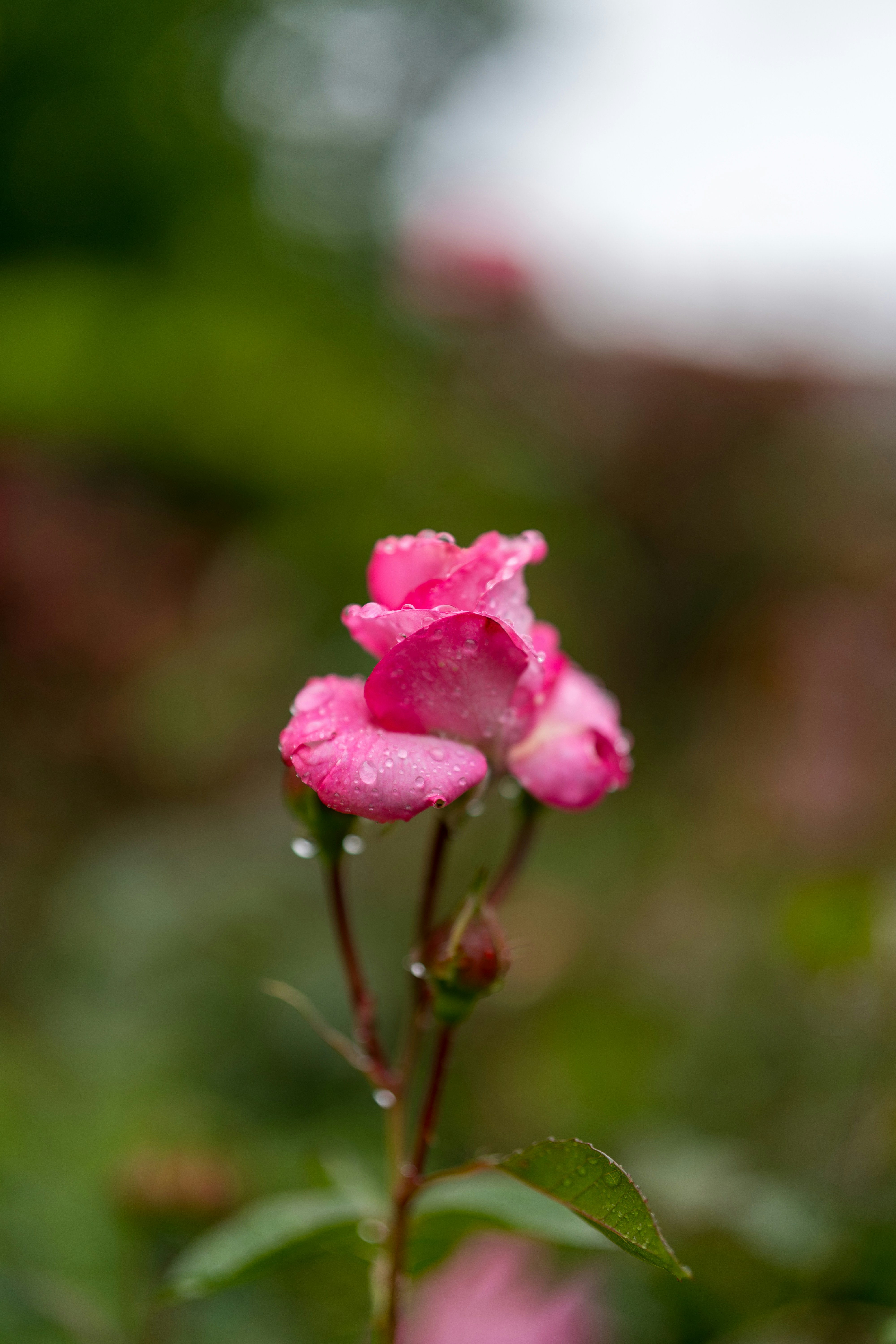 Photo by bangscreative