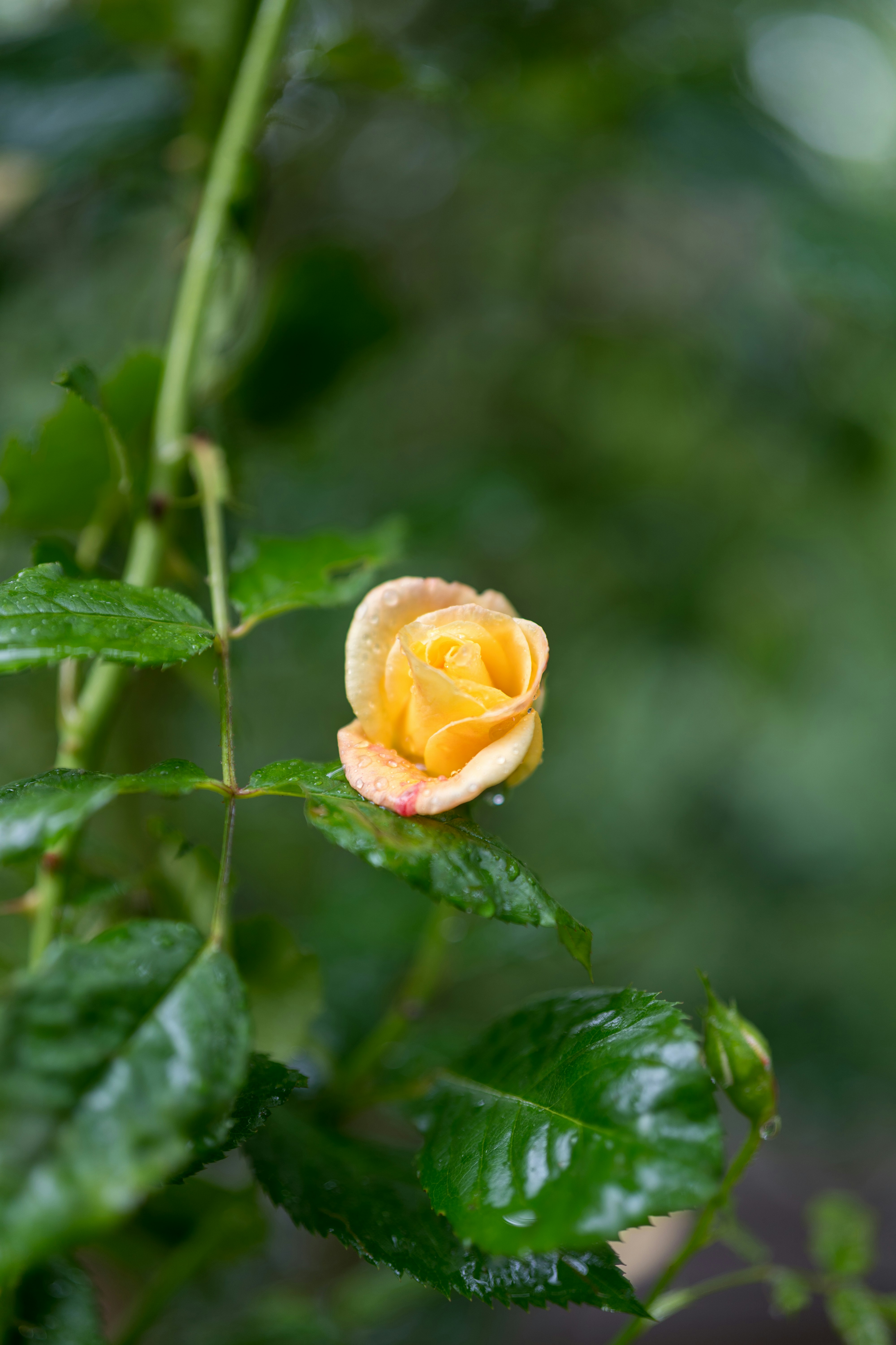 Photo by bangscreative