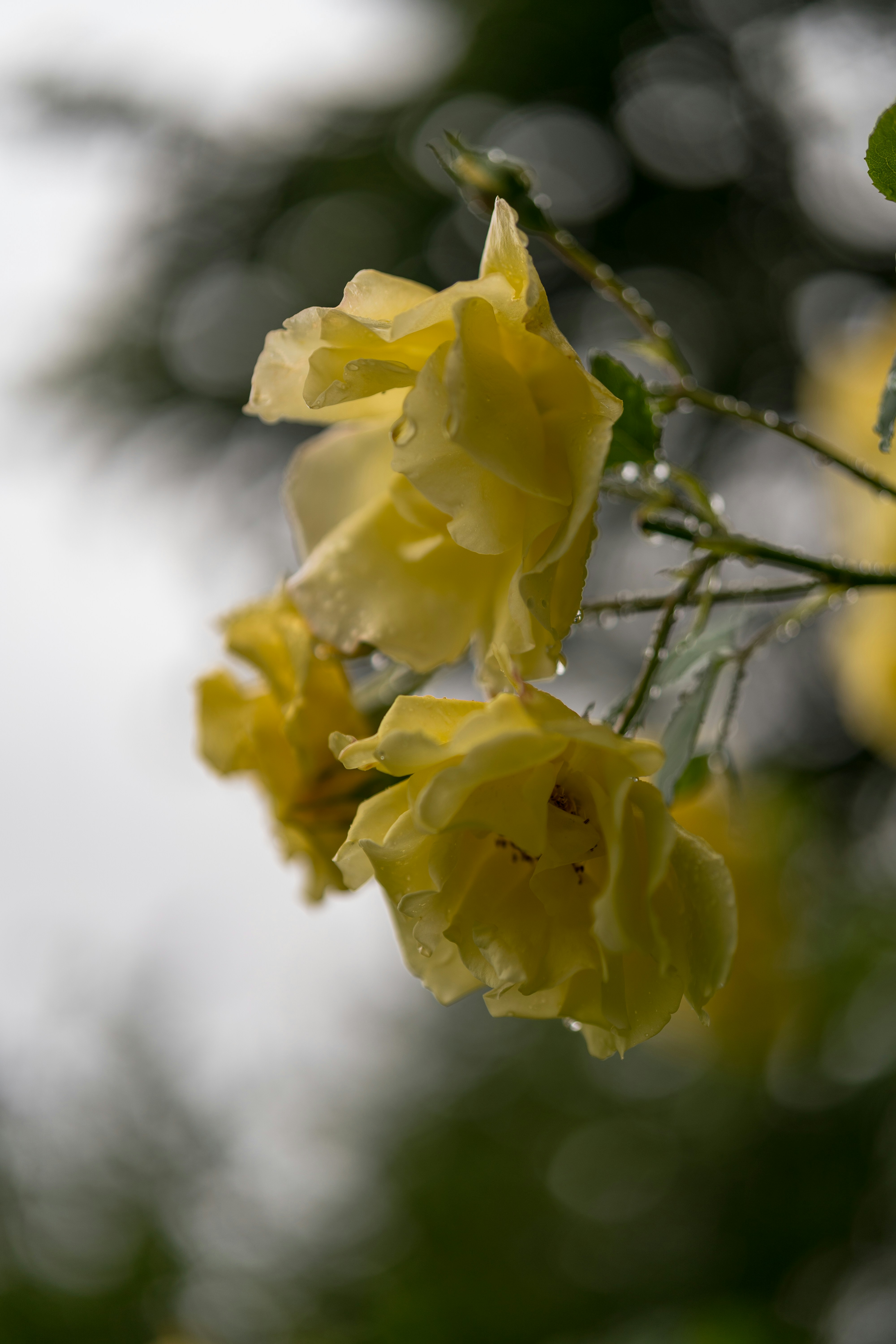 Photo by bangscreative