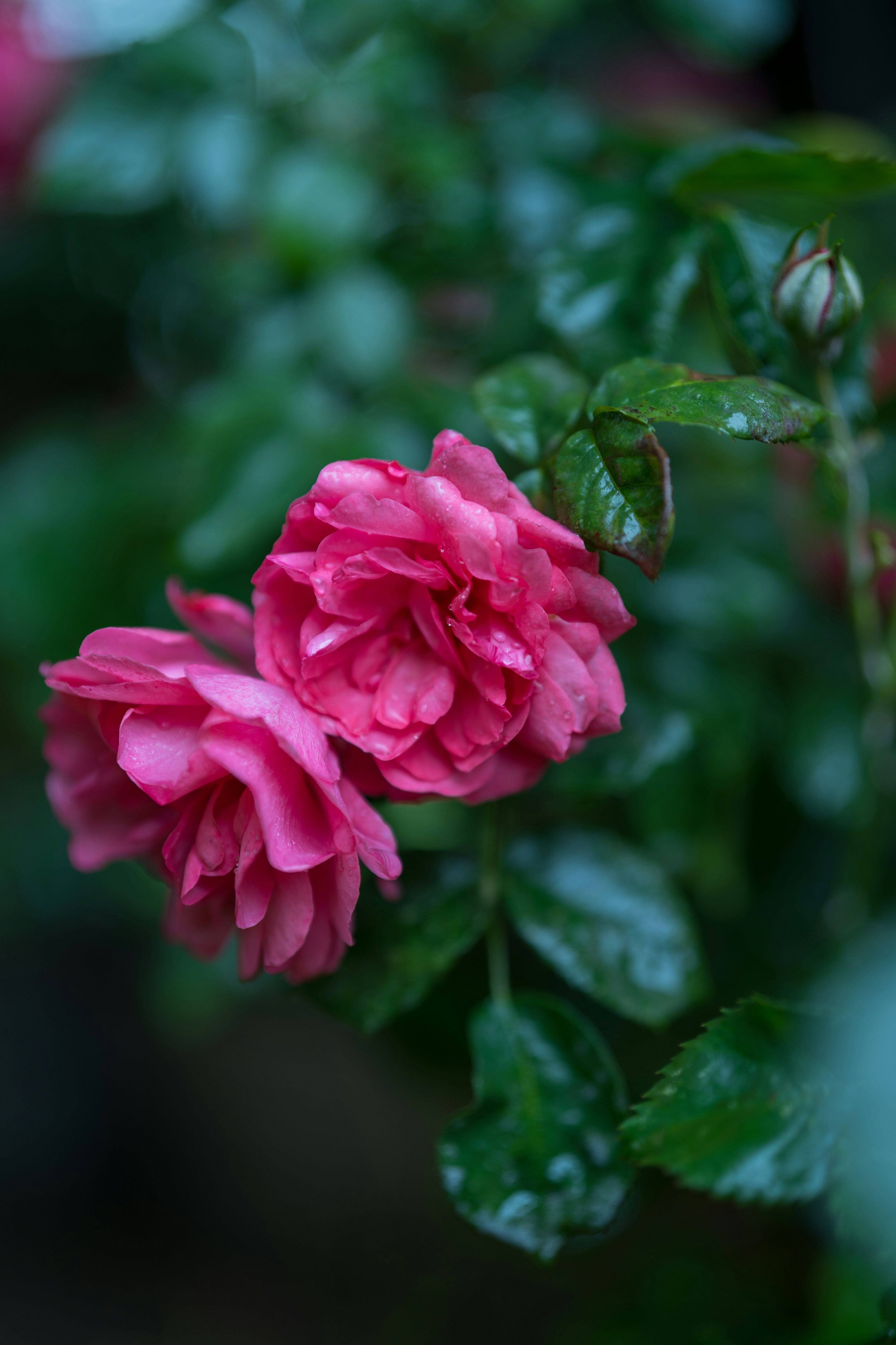 Photo by bangscreative