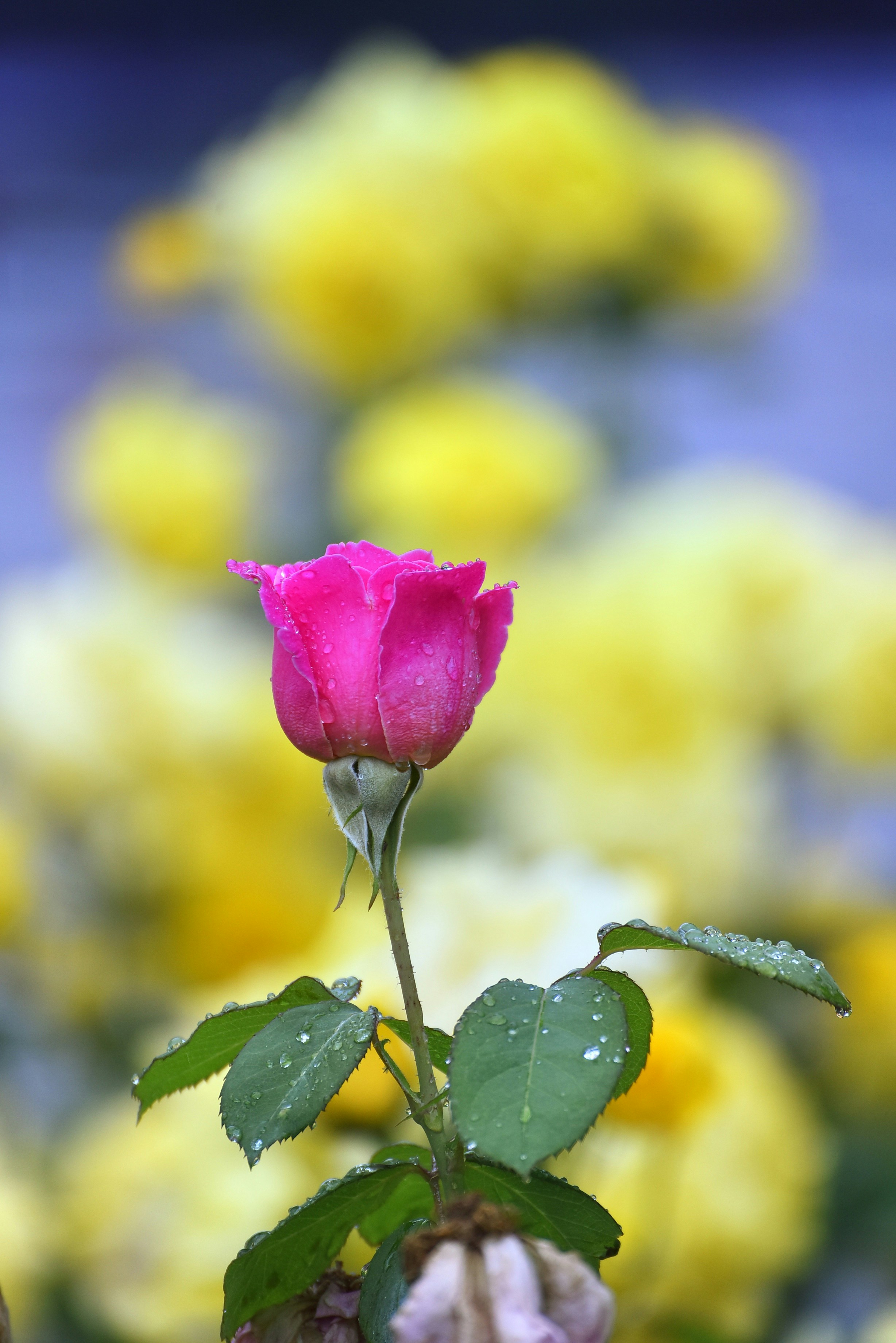Photo by gabrielxu