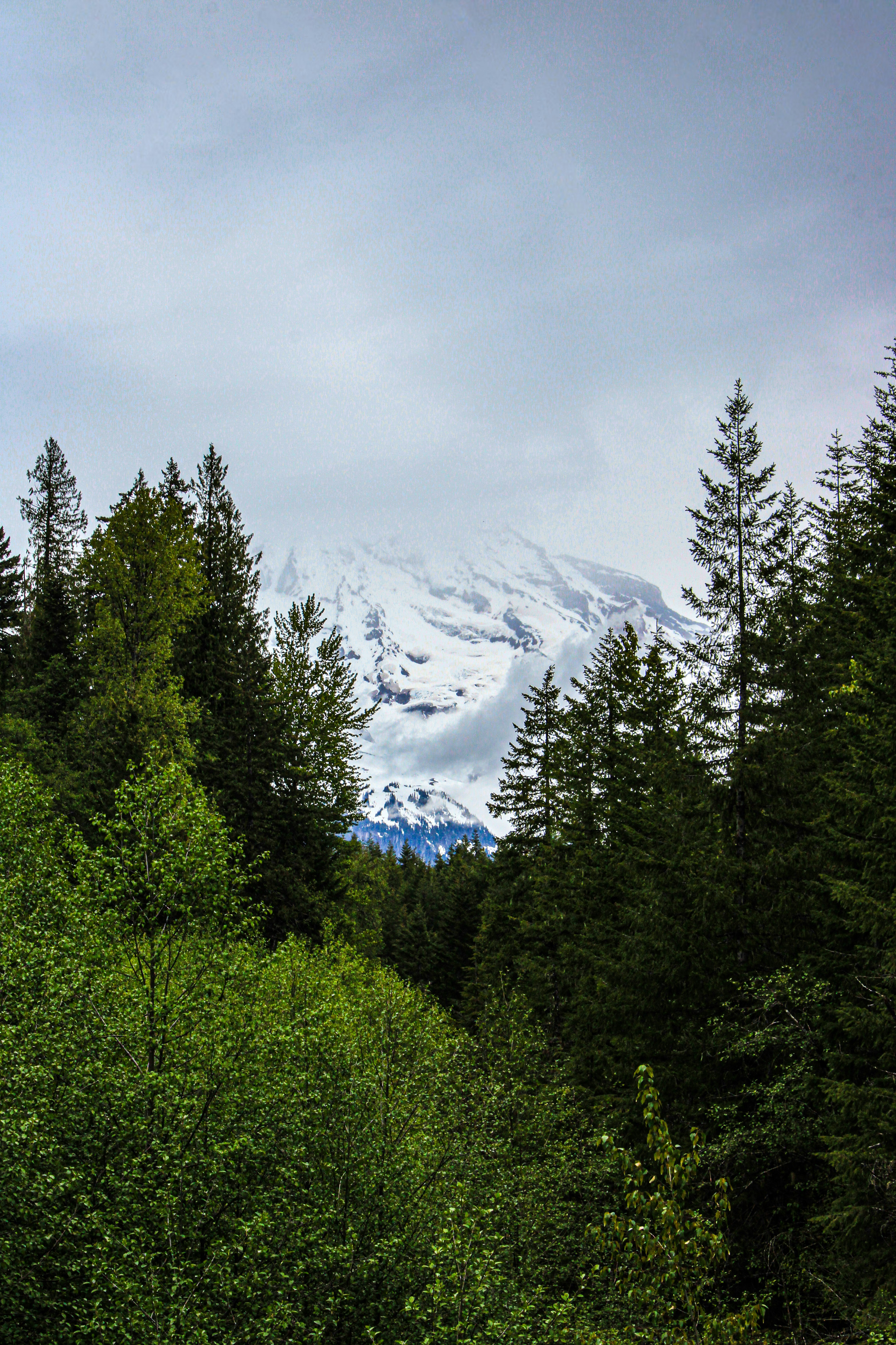 une vue d’une montagne enneigée à travers les arbres