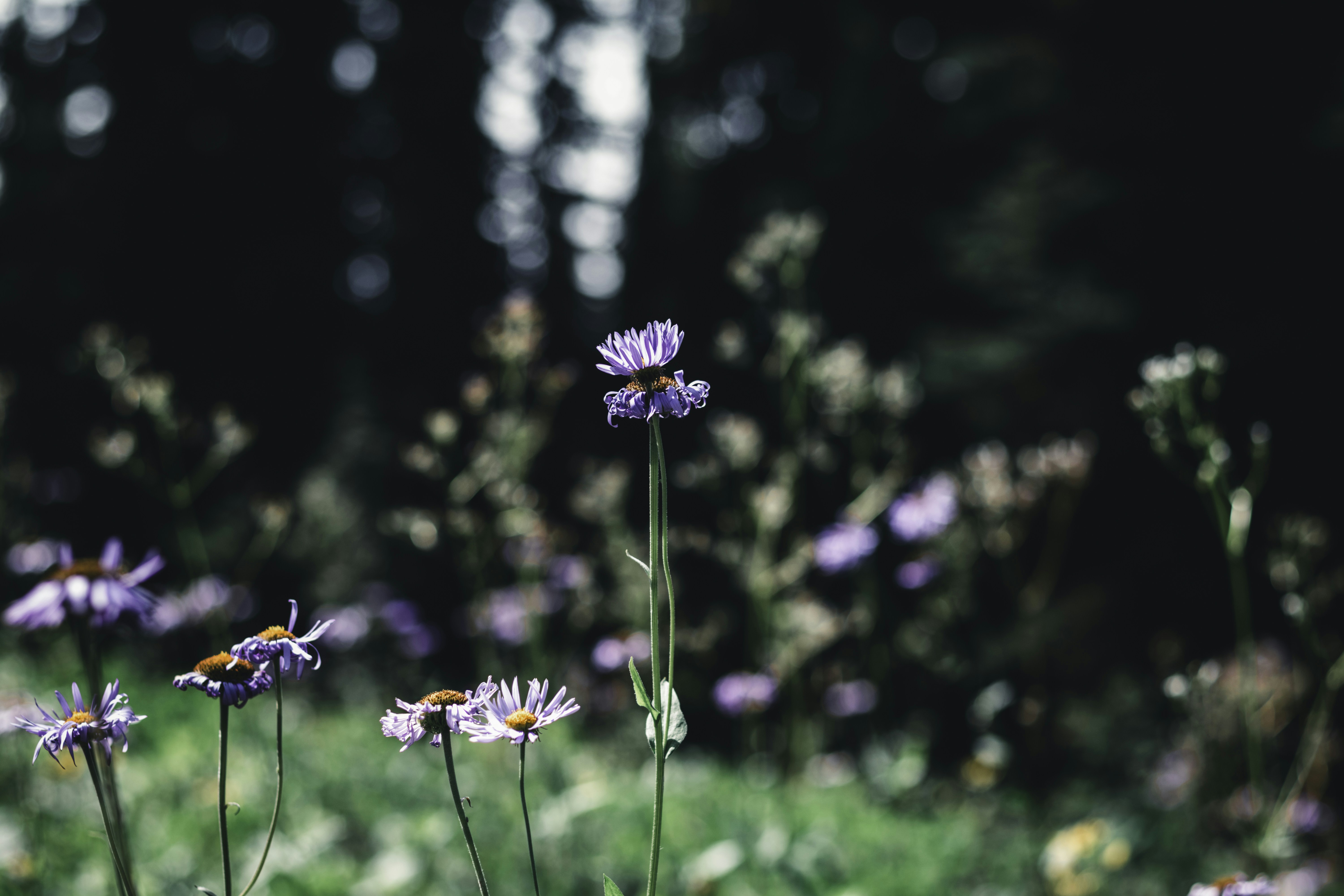 Photo by lureofadventure