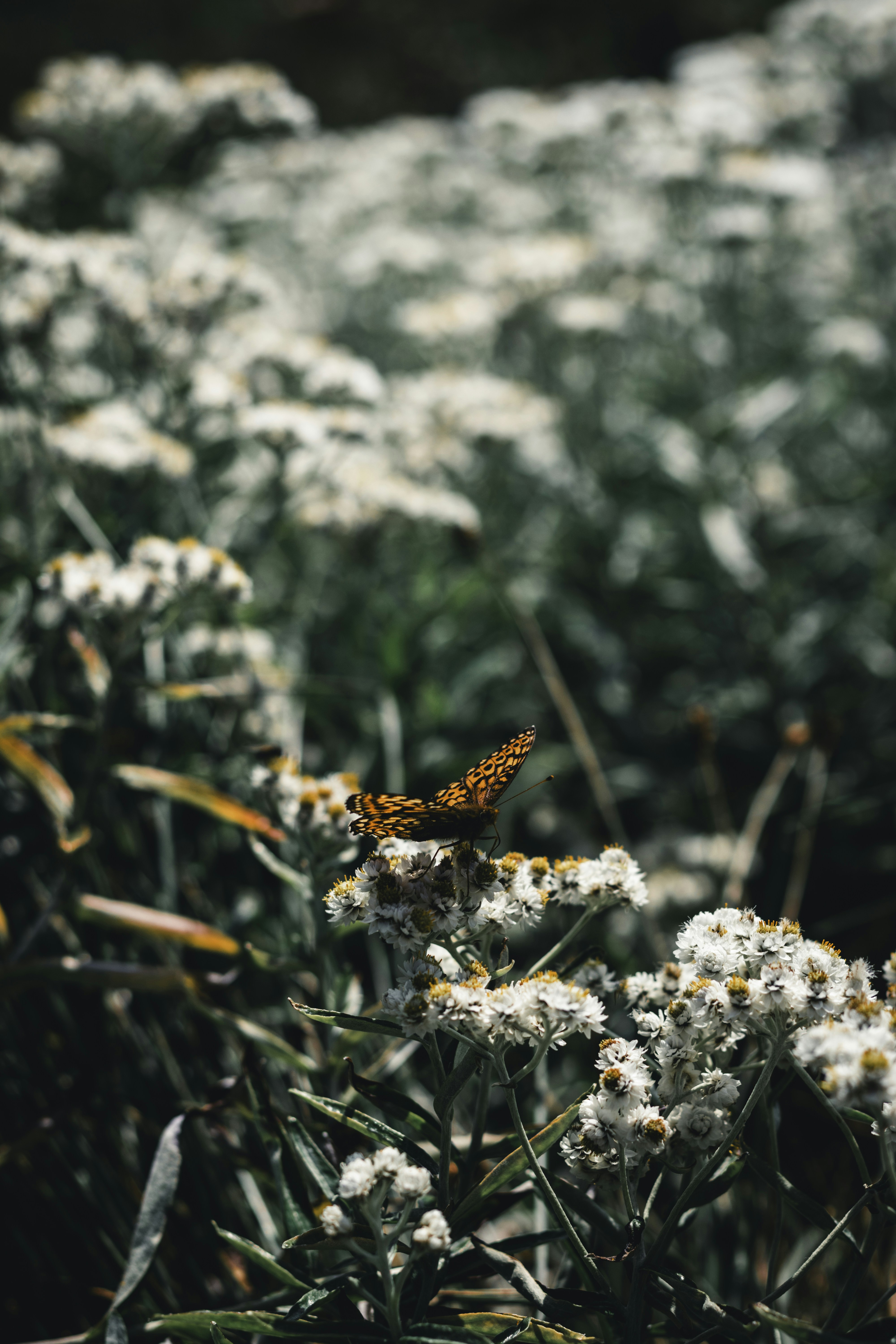 Photo by lureofadventure