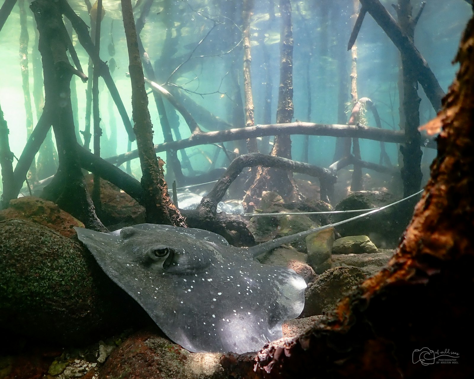 A manta ray gliding between mangrove roots in shallow water