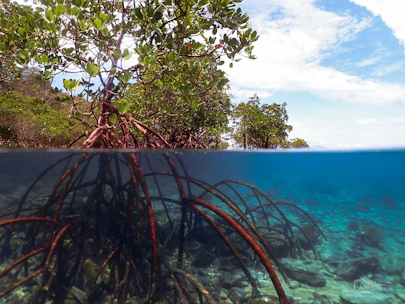 an underwater view of a mangrove forest