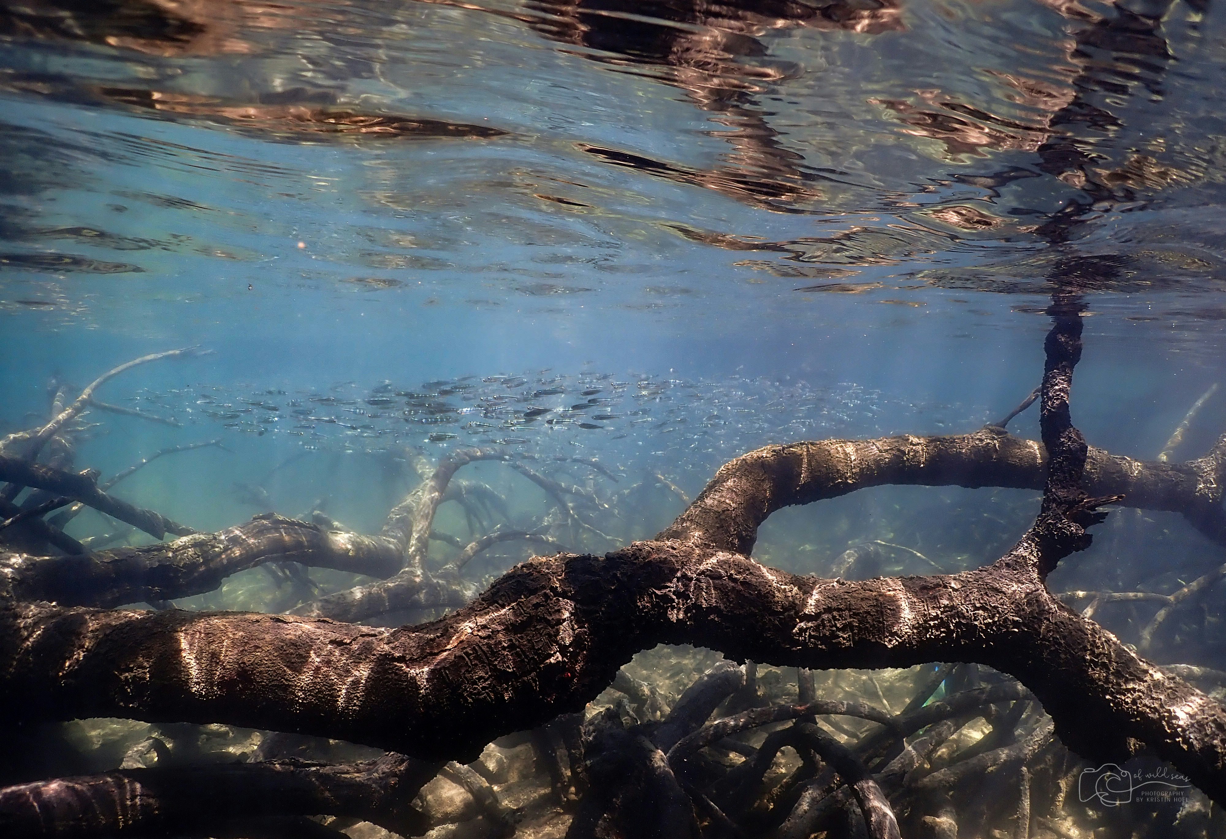a tree branch is submerged in the water