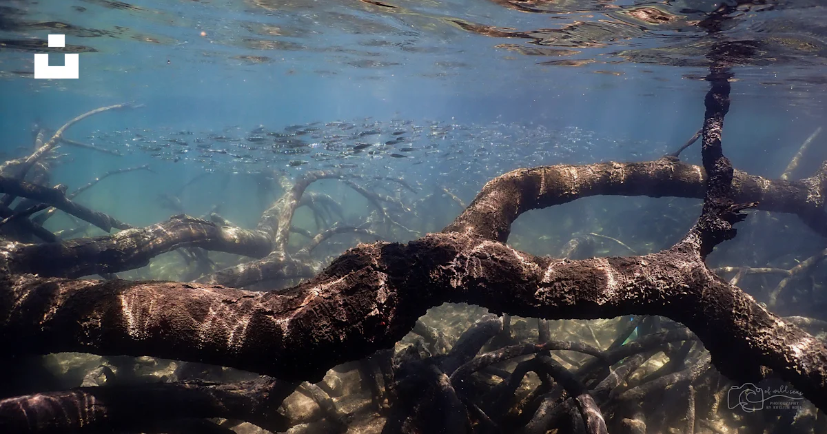 A tree branch is submerged in the water photo – Free Orpheus island